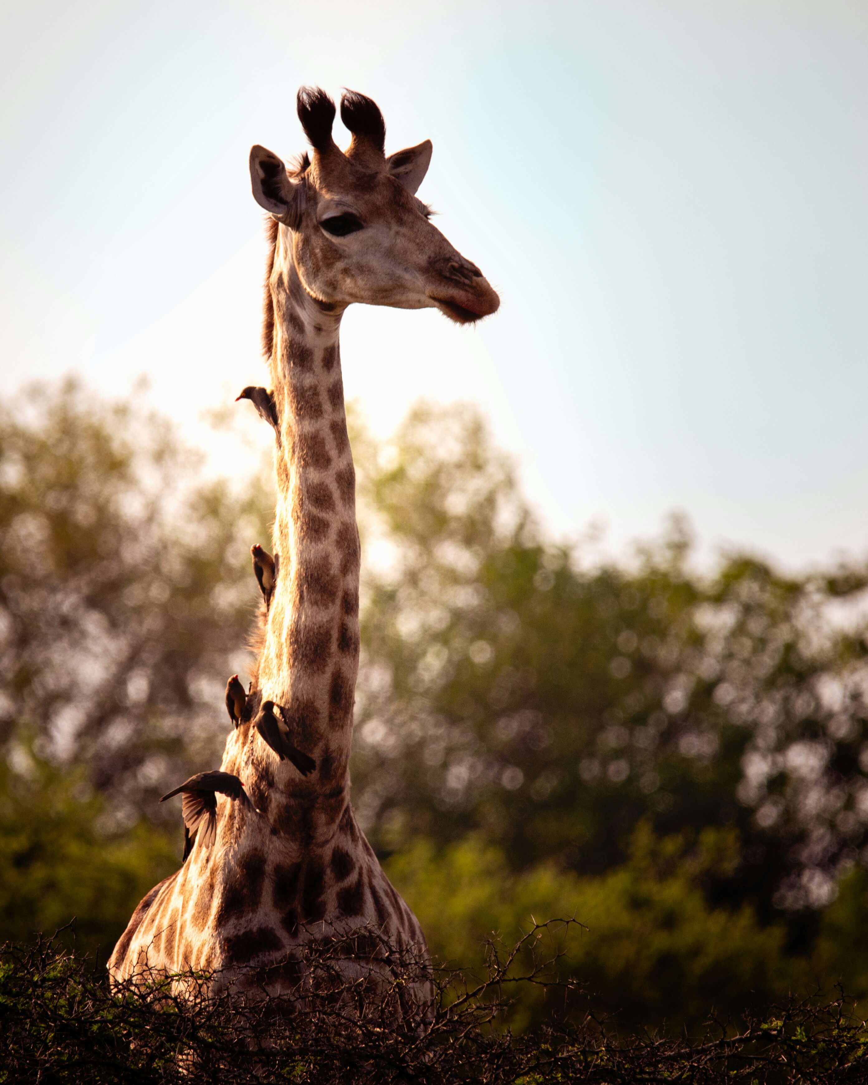 Immersion nature : Pays Zoulou & Maputaland