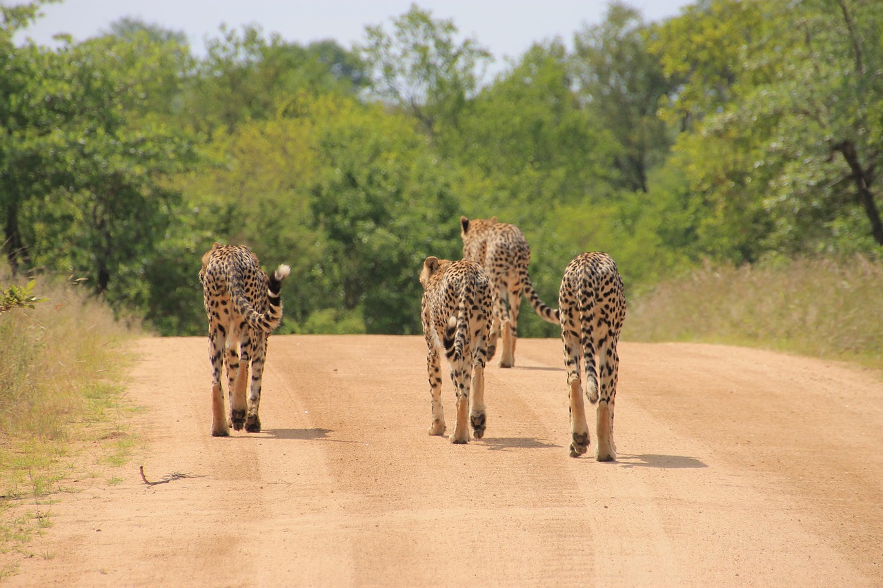 Image du produit Combiné incontournable : Le Cap & Parc Kruger