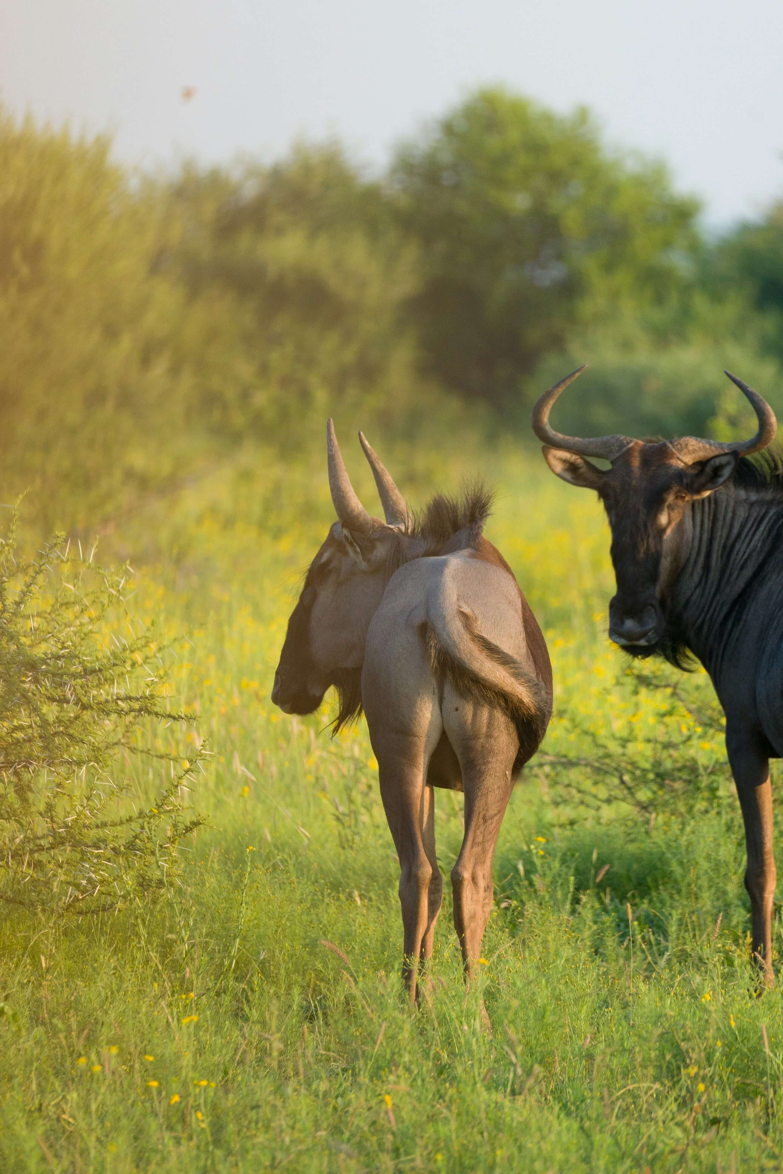 Image du produit Réserves privées du Nord : luxe & Big Five