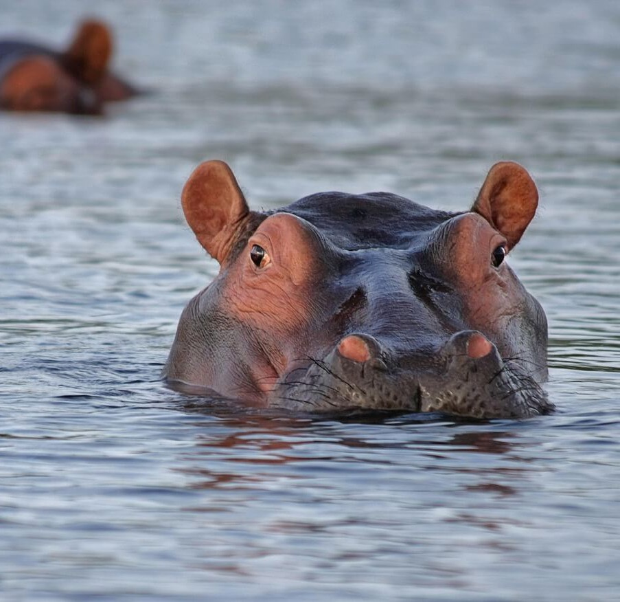 Merveilles de l’Est : de Durban à Johannesburg