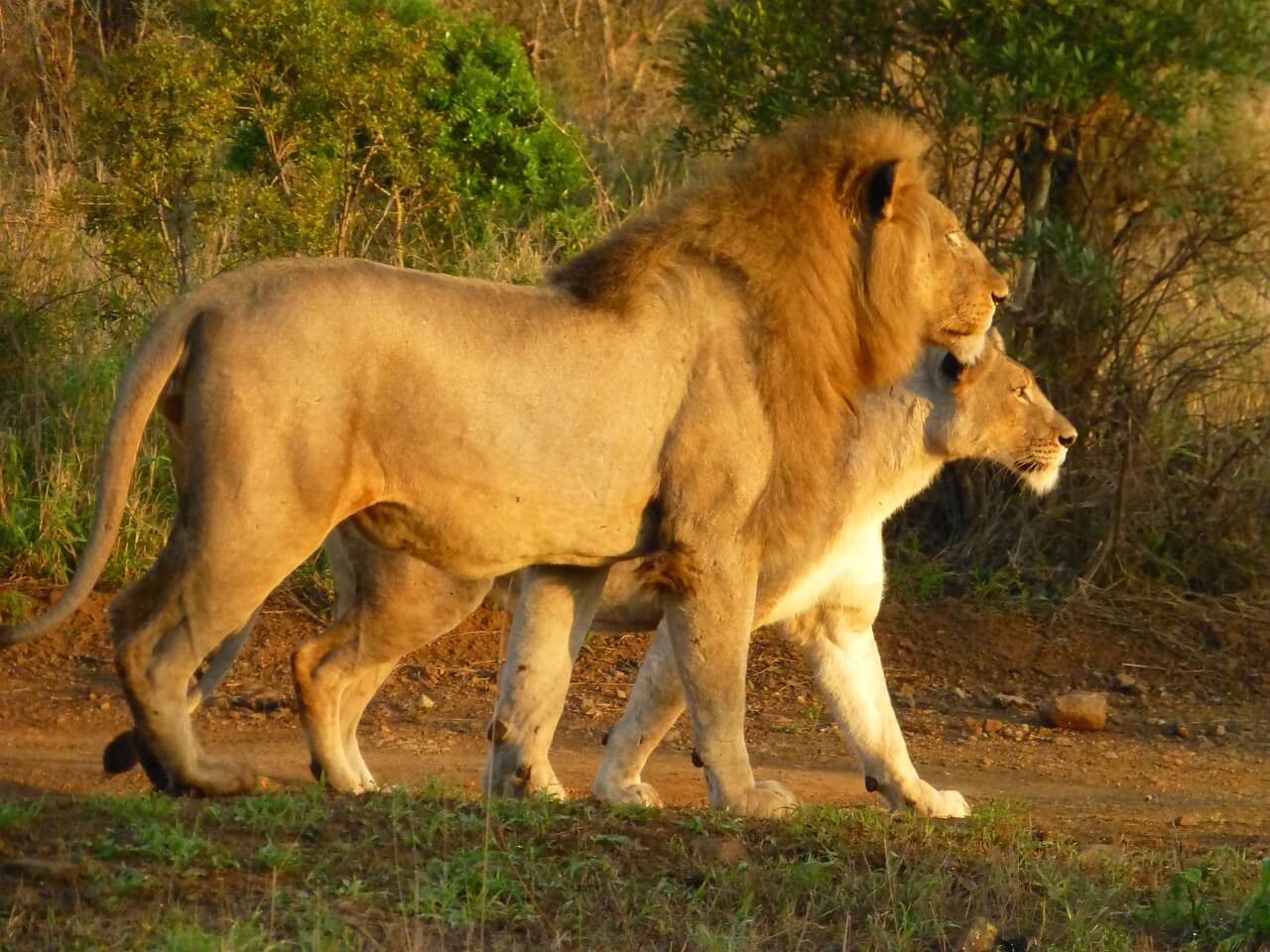 Image du produit Secrets tanzaniens : réserves du Sud & Zanzibar