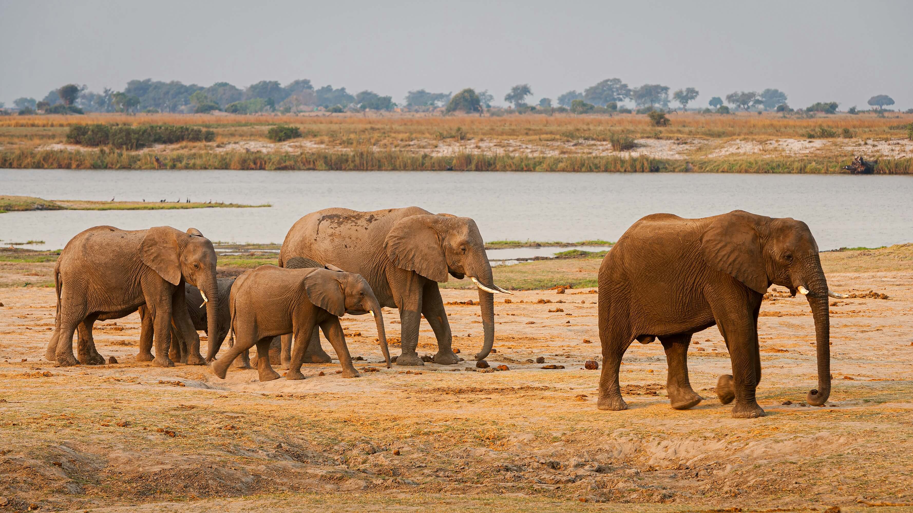 Image du produit Essentiel du Botswana : des Chutes Victoria aux grandes réserves