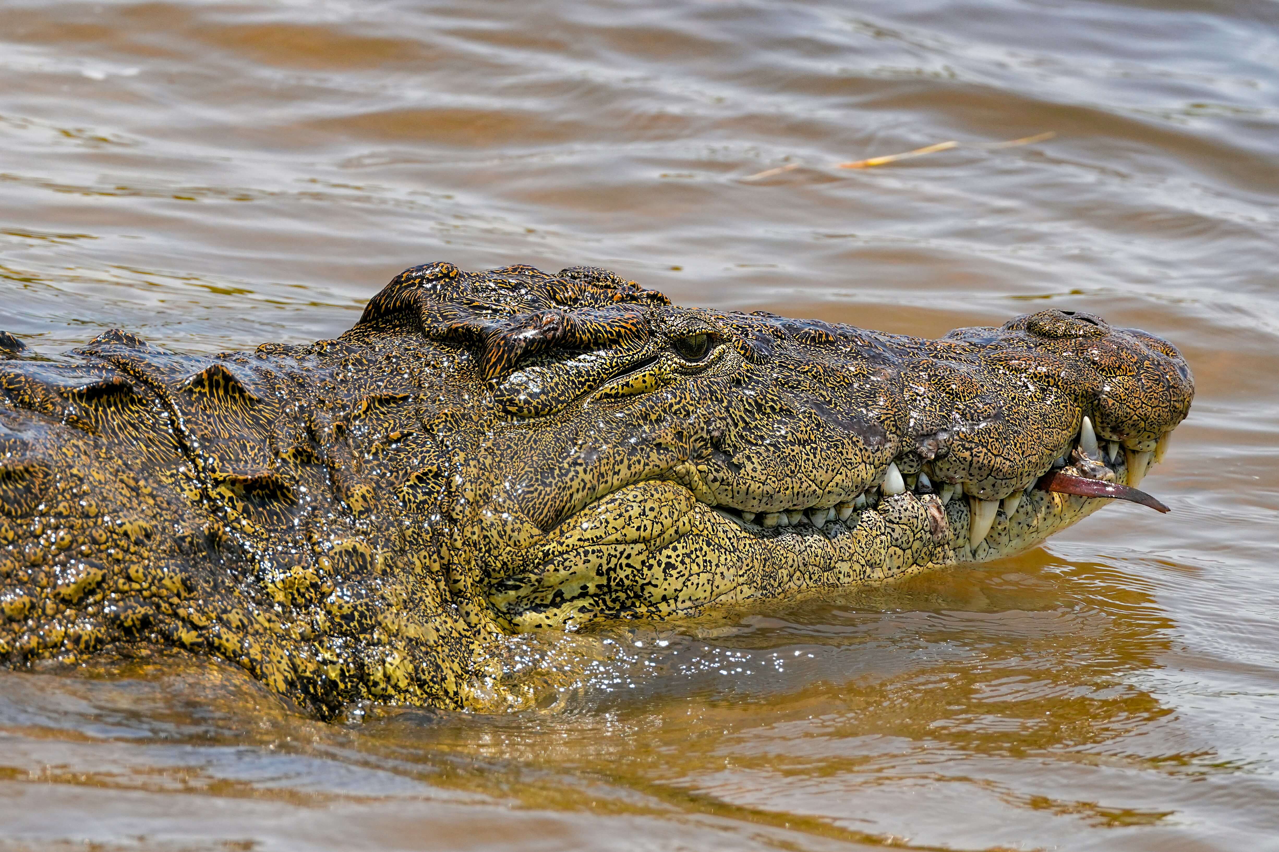 Image du produit Rendez-vous avec la faune : du Makgadikgadi à la rivière Chobe