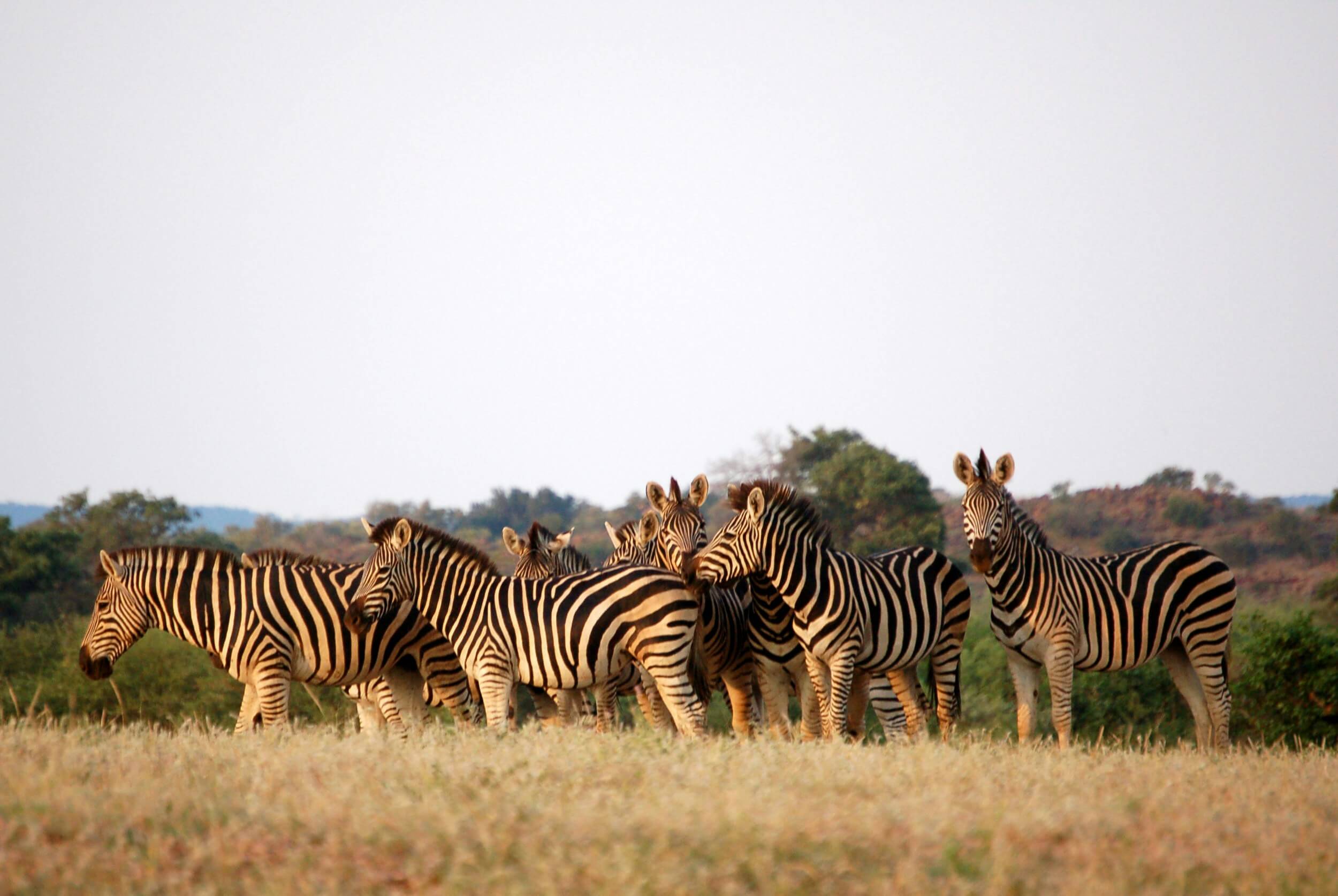 Safari à cheval dans le Tuli Block