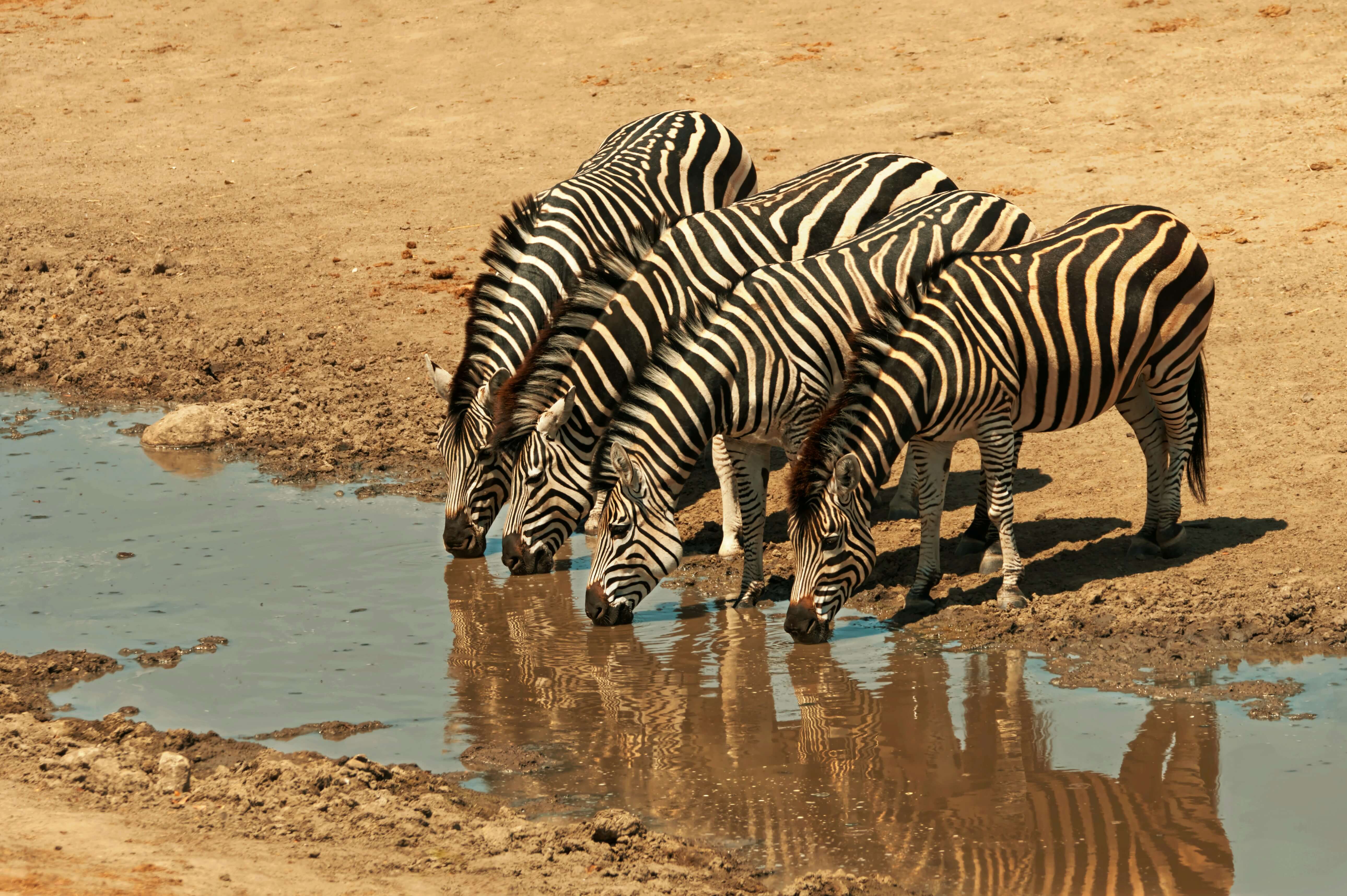 Image du produit Combiné Zimbabwe/Botswana : au royaume des éléphants