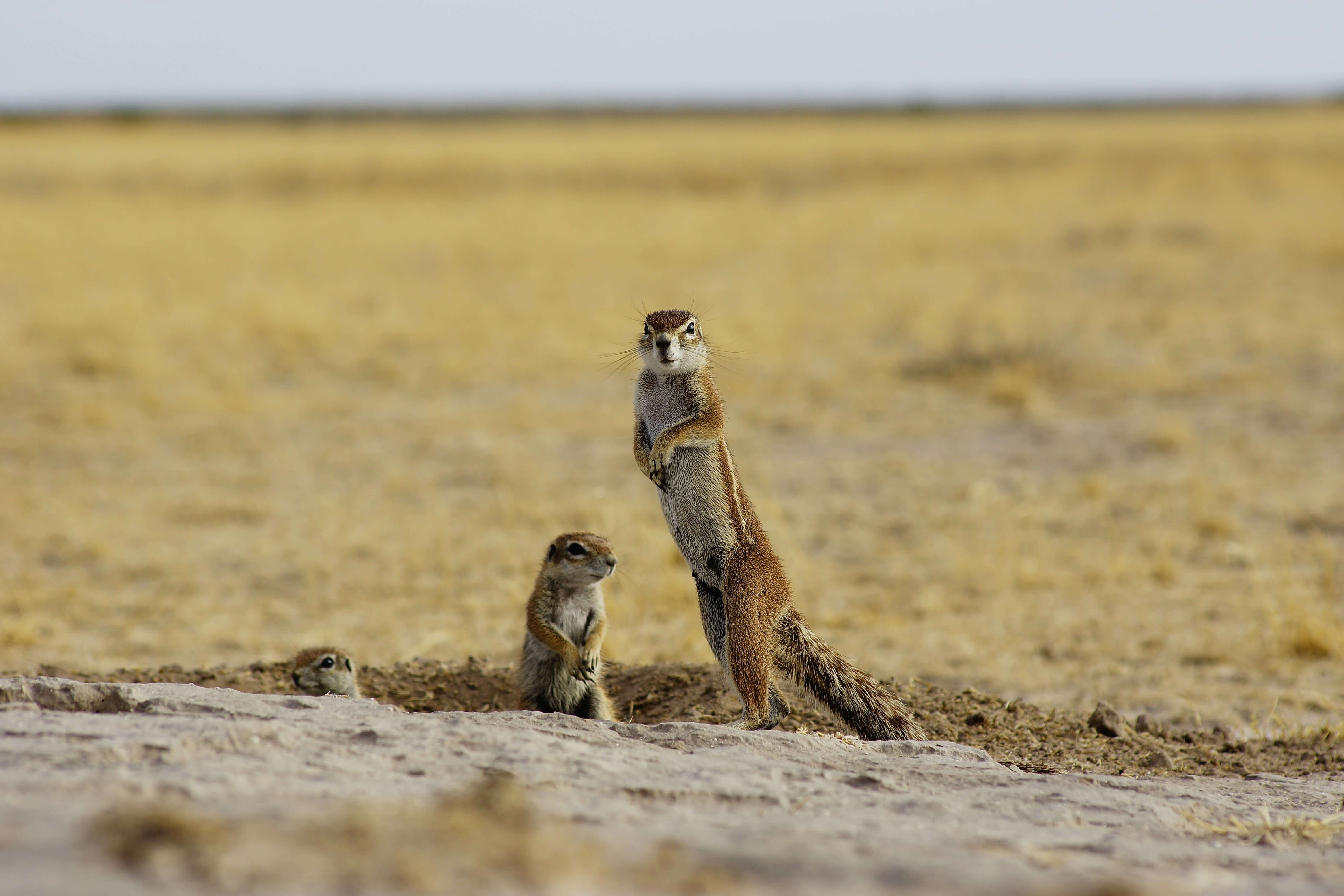 Image du produit Immersion botswanaise : de la savane au désert