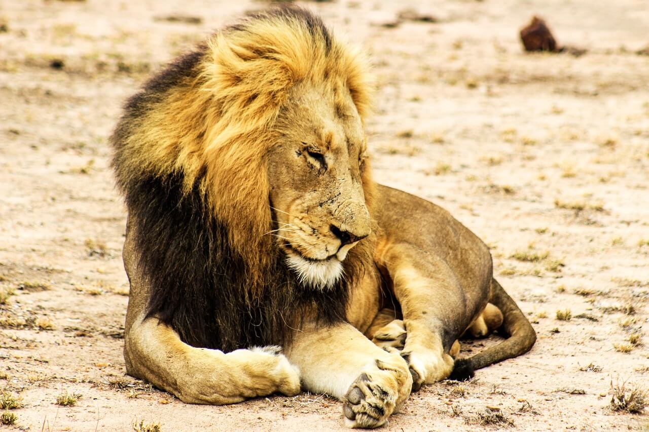 Photo accueil Afric'a Souhait