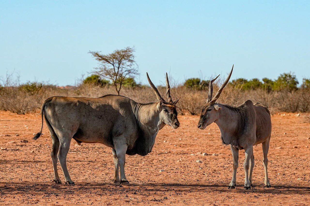 Image du produit Immersion botswanaise : de la savane au désert