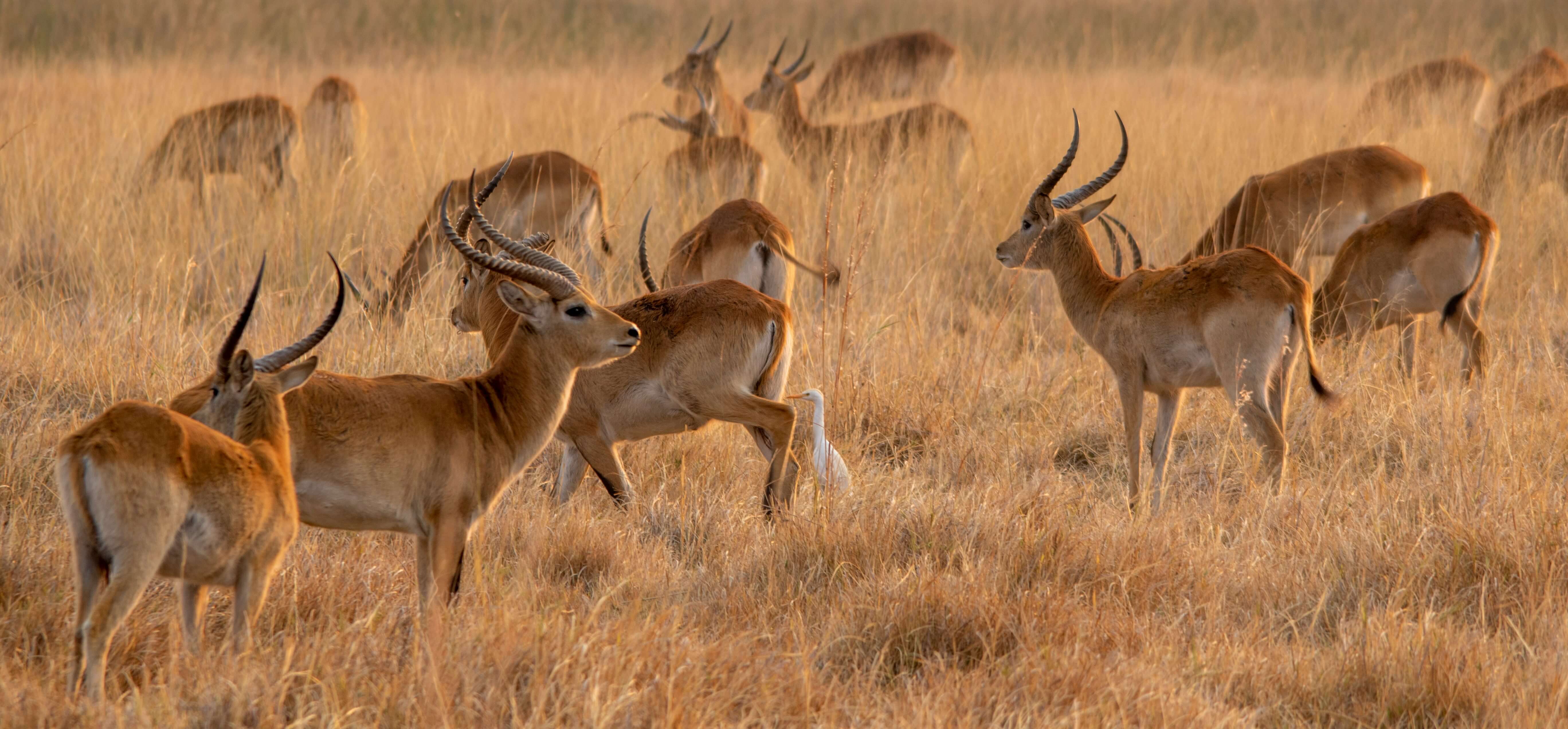 Image du produit Immersion botswanaise : de la savane au désert