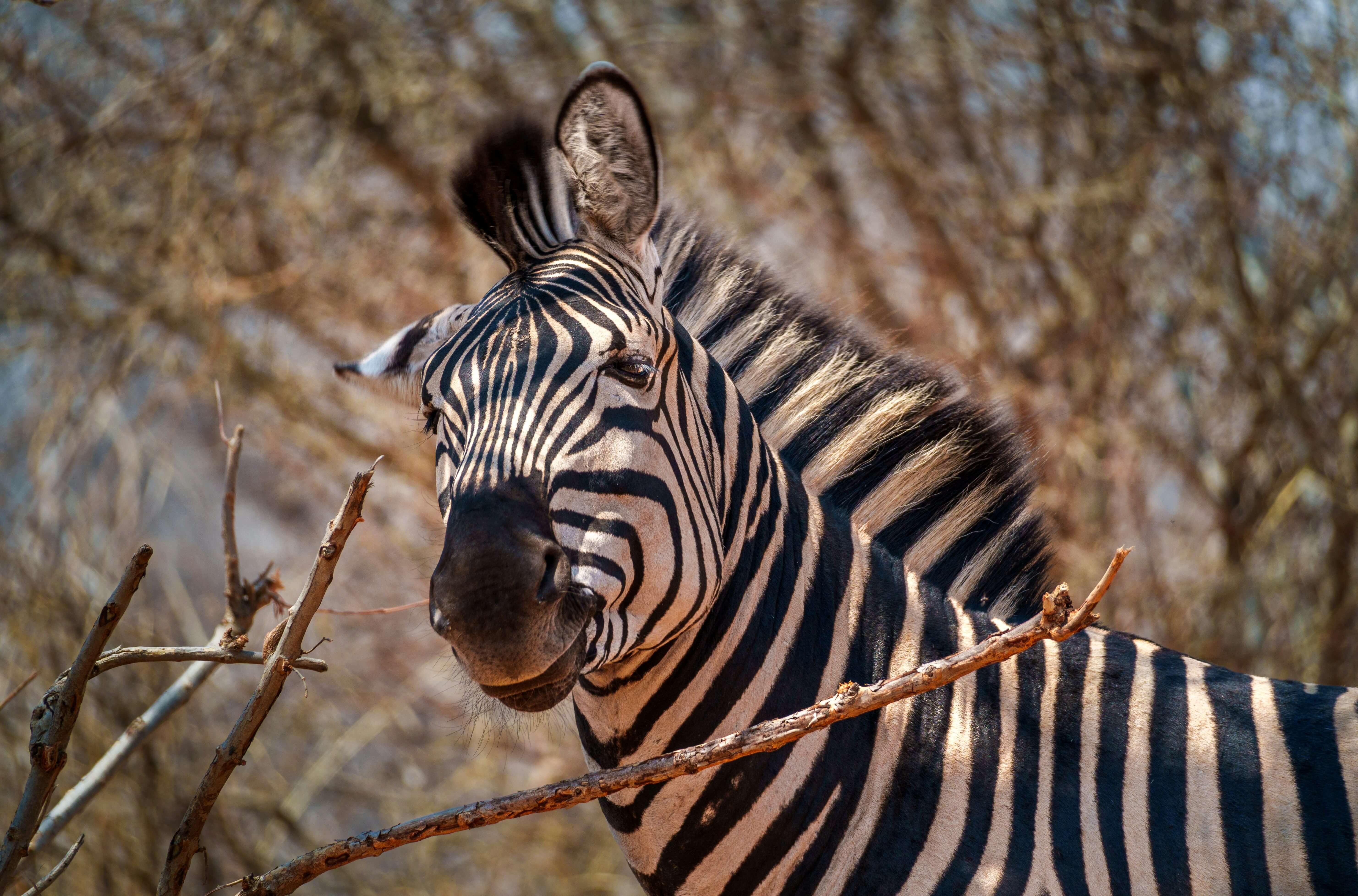 Rendez-vous avec la faune : du Makgadikgadi à la rivière Chobe