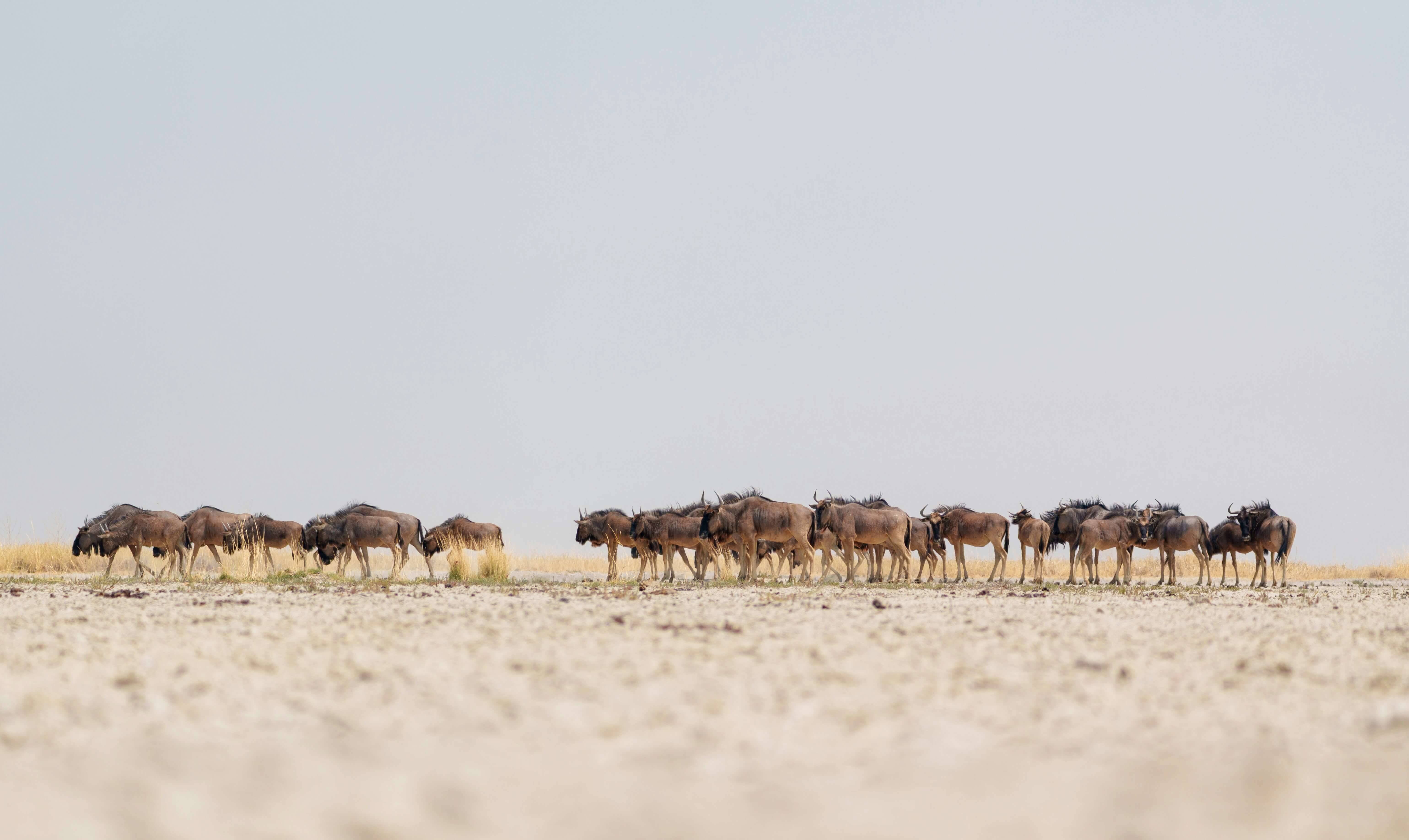 Image du produit Rendez-vous avec la faune : du Makgadikgadi à la rivière Chobe