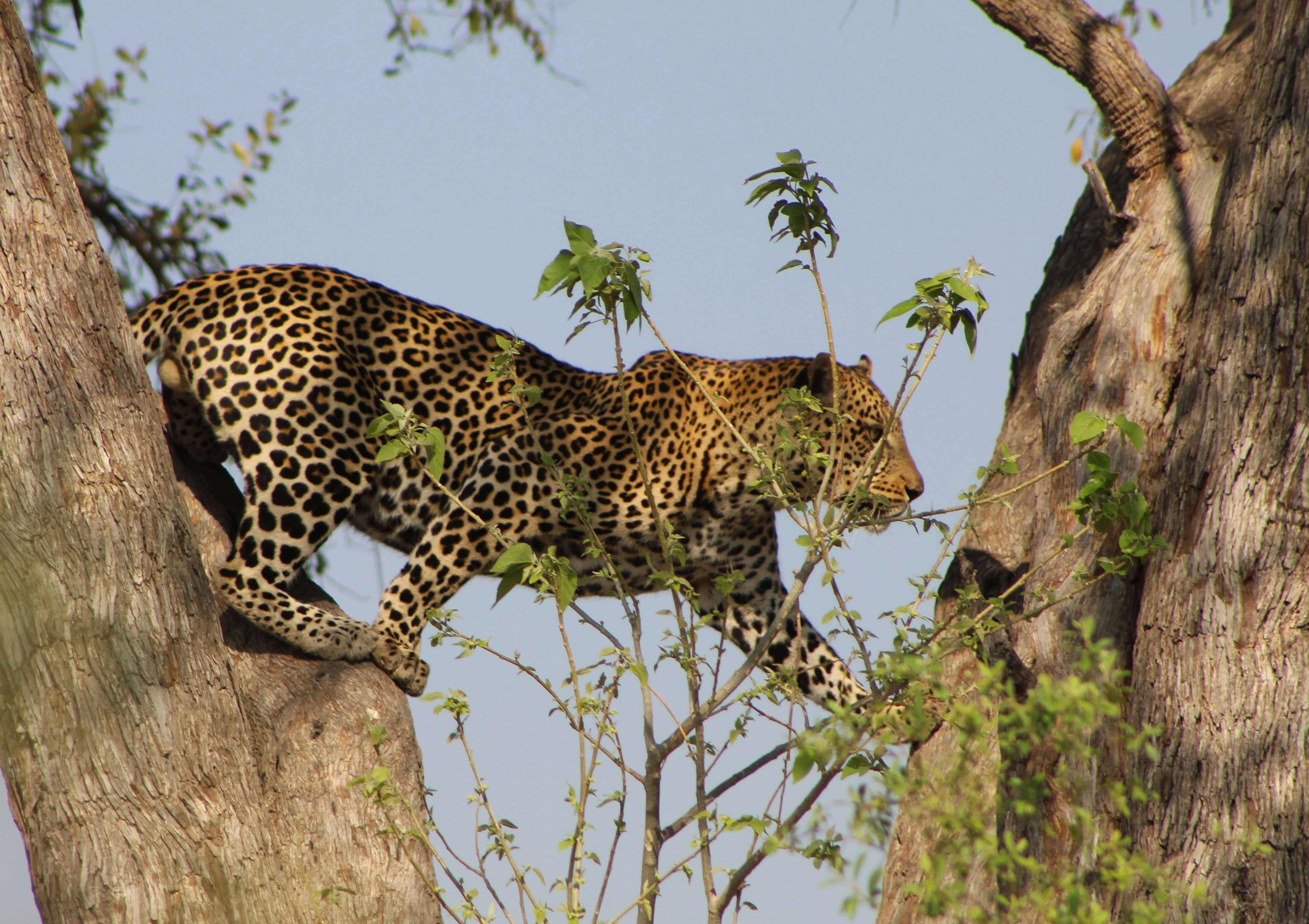 Image du produit Rendez-vous avec la faune : du Makgadikgadi à la rivière Chobe