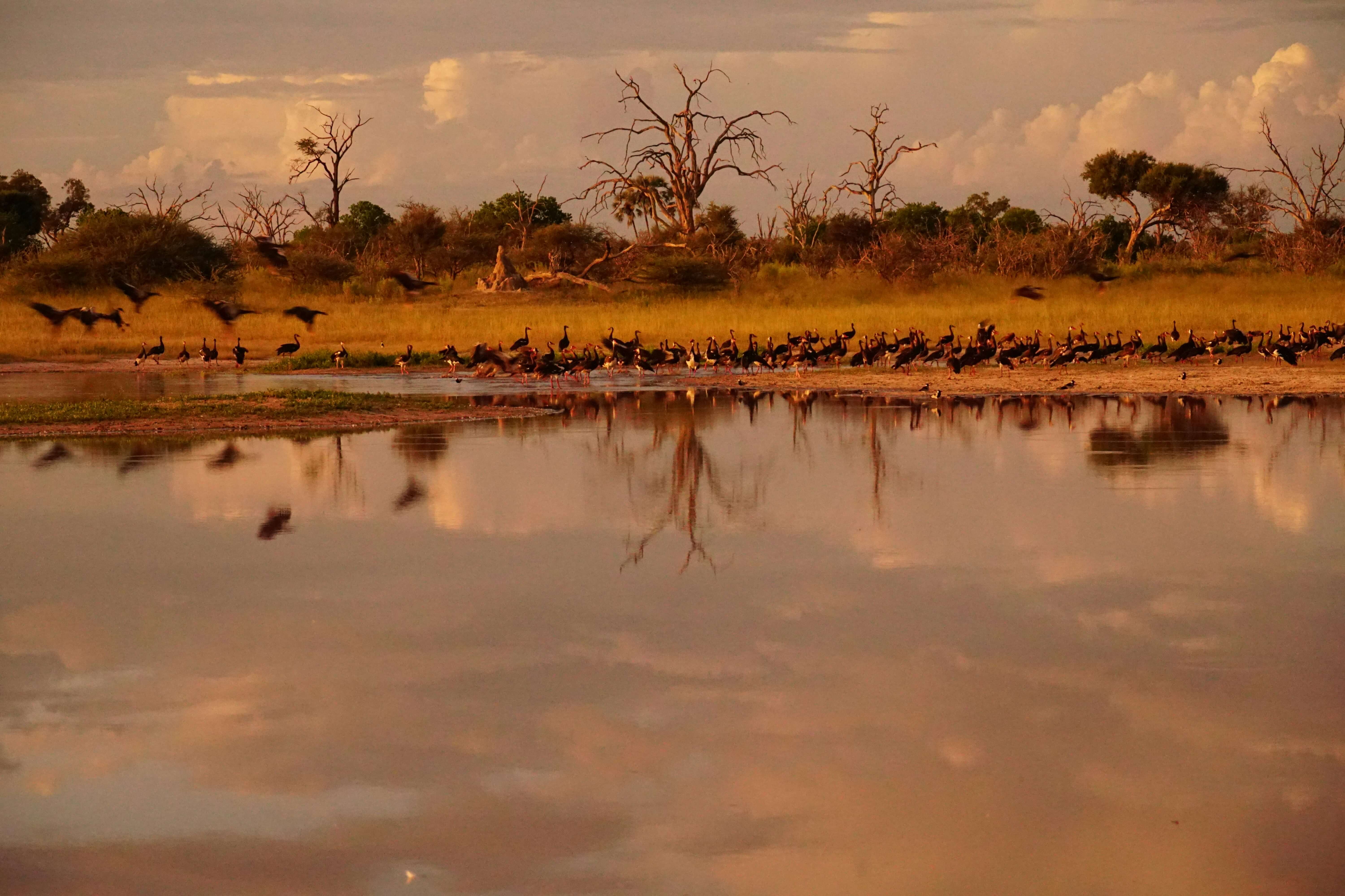 Image du produit Rendez-vous avec la faune : du Makgadikgadi à la rivière Chobe