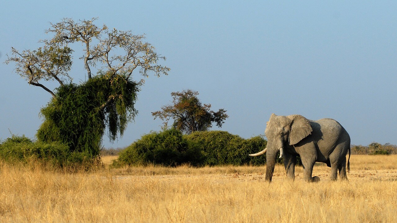Image du produit Luxe et Aventure Privée en Afrique australe : des Big Five à la Route des Vins