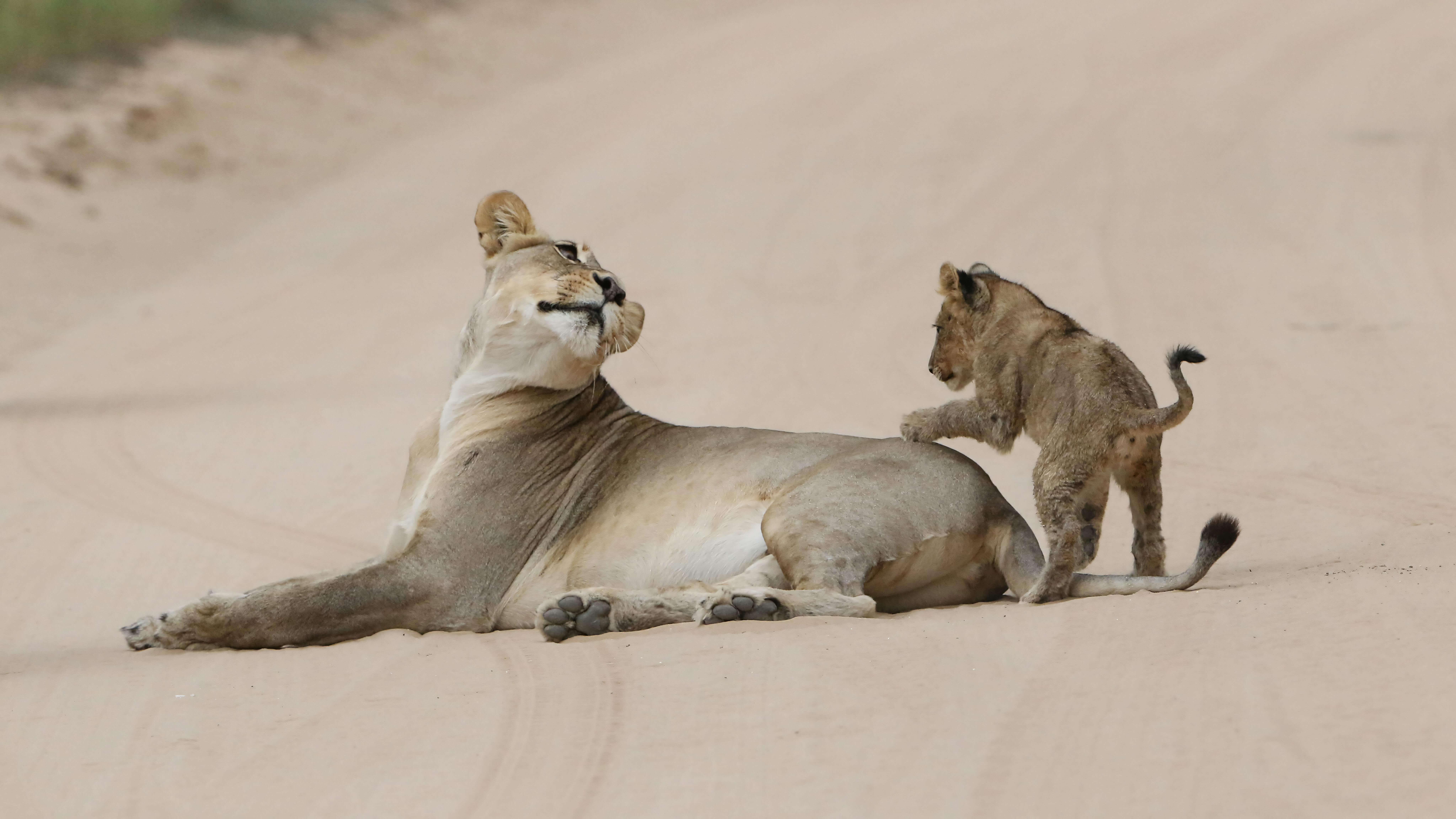Photo accueil Afric'a Souhait