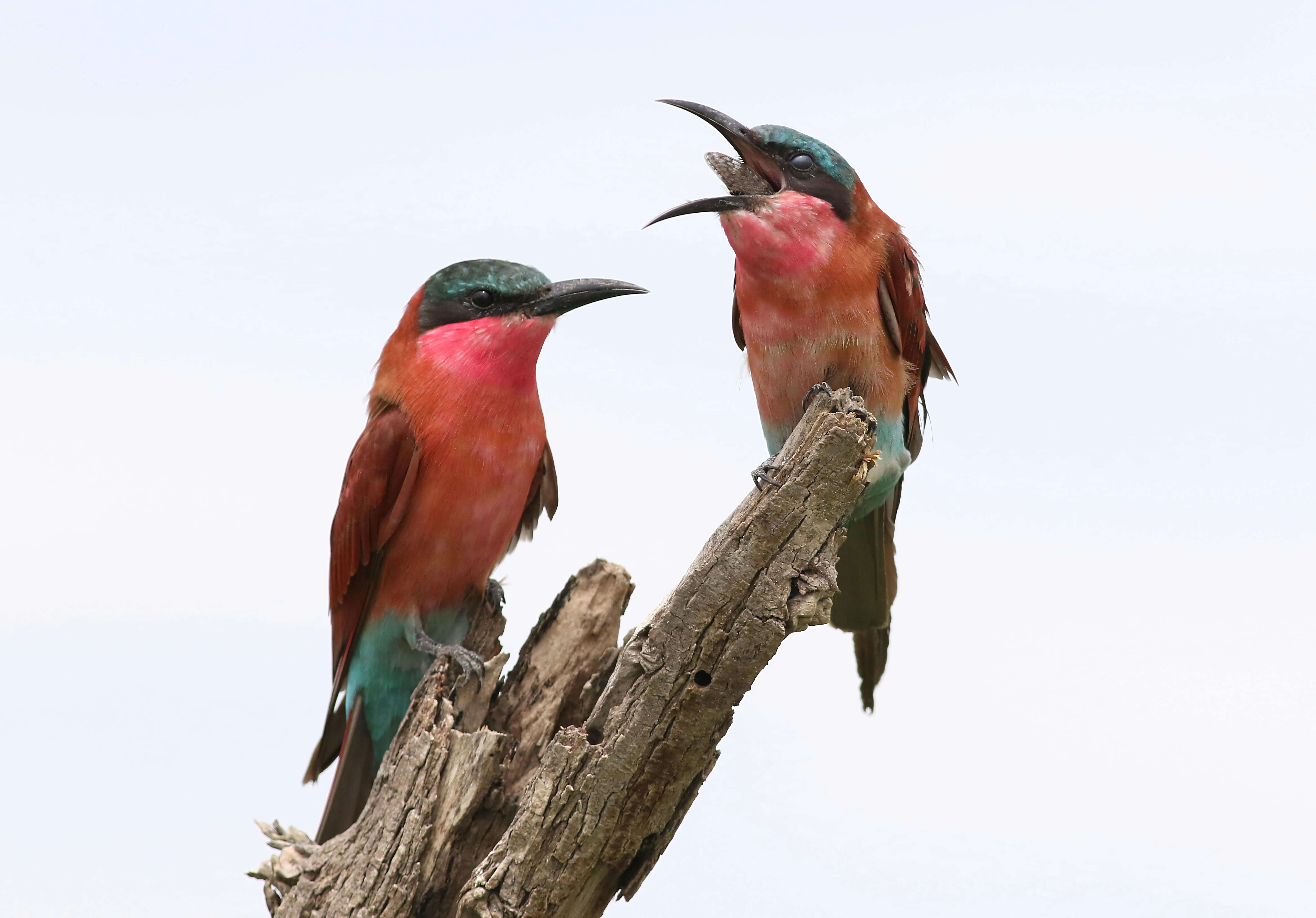 Image du produit Immersion botswanaise : de la savane au désert