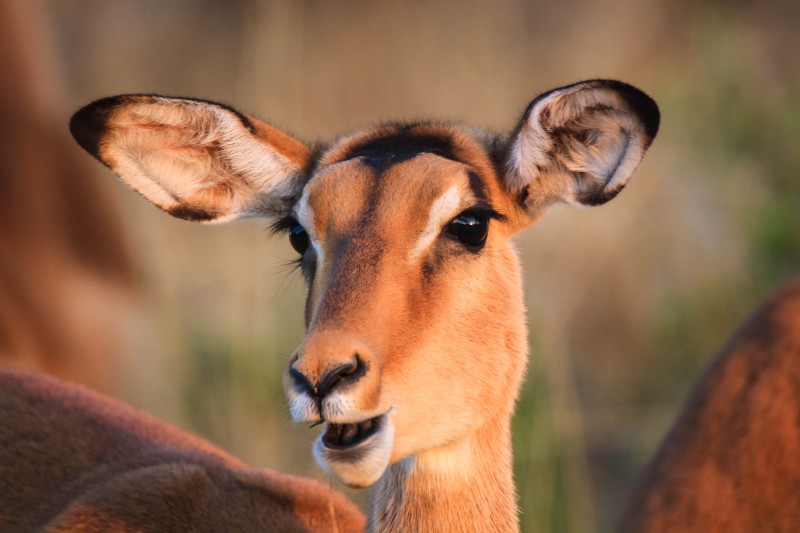 Image du produit Safari Mobile au Botswana : Okavango et Parc Chobe