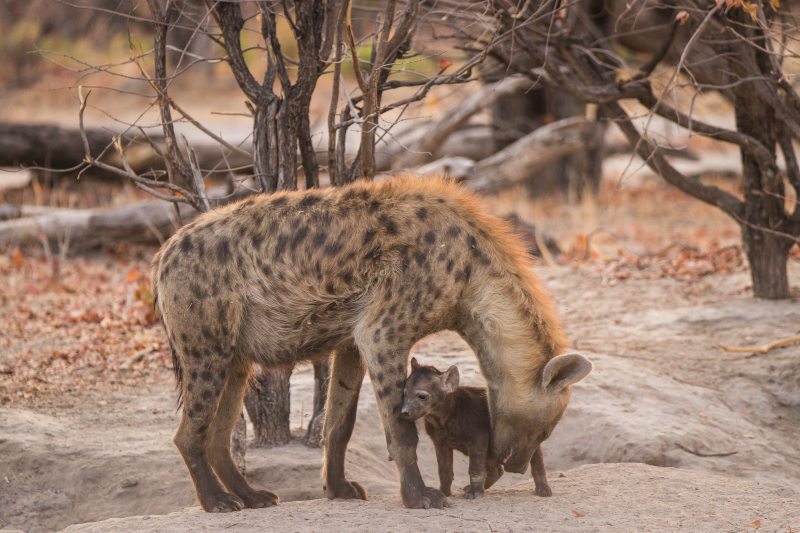 Image du produit Safari Mobile au Botswana : Okavango et Parc Chobe
