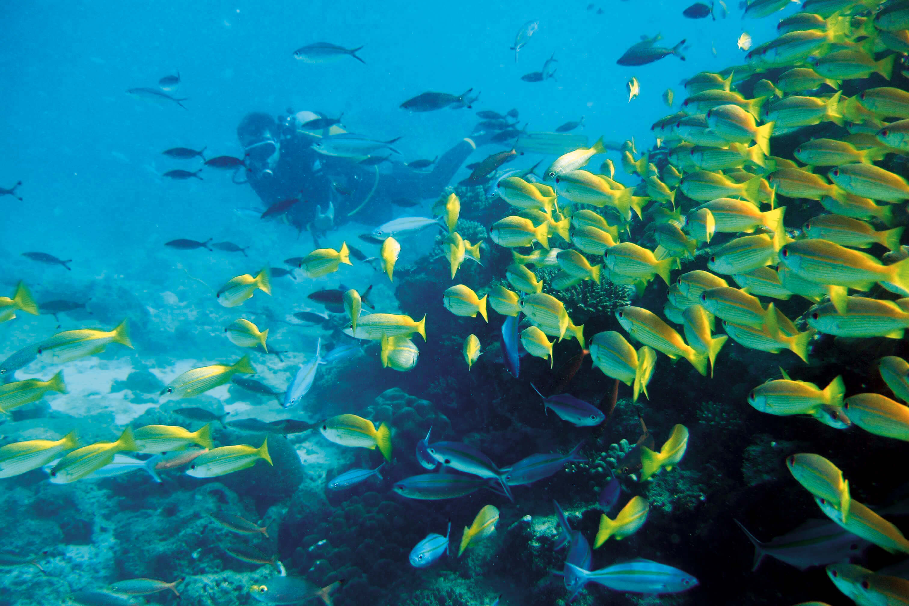 Image du produit Hôtel Constance Tsarabanjina