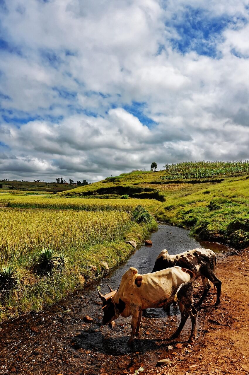 Image du produit Aventures à l’Ouest : du fleuve Tsiribihina à l’allée des Baobabs