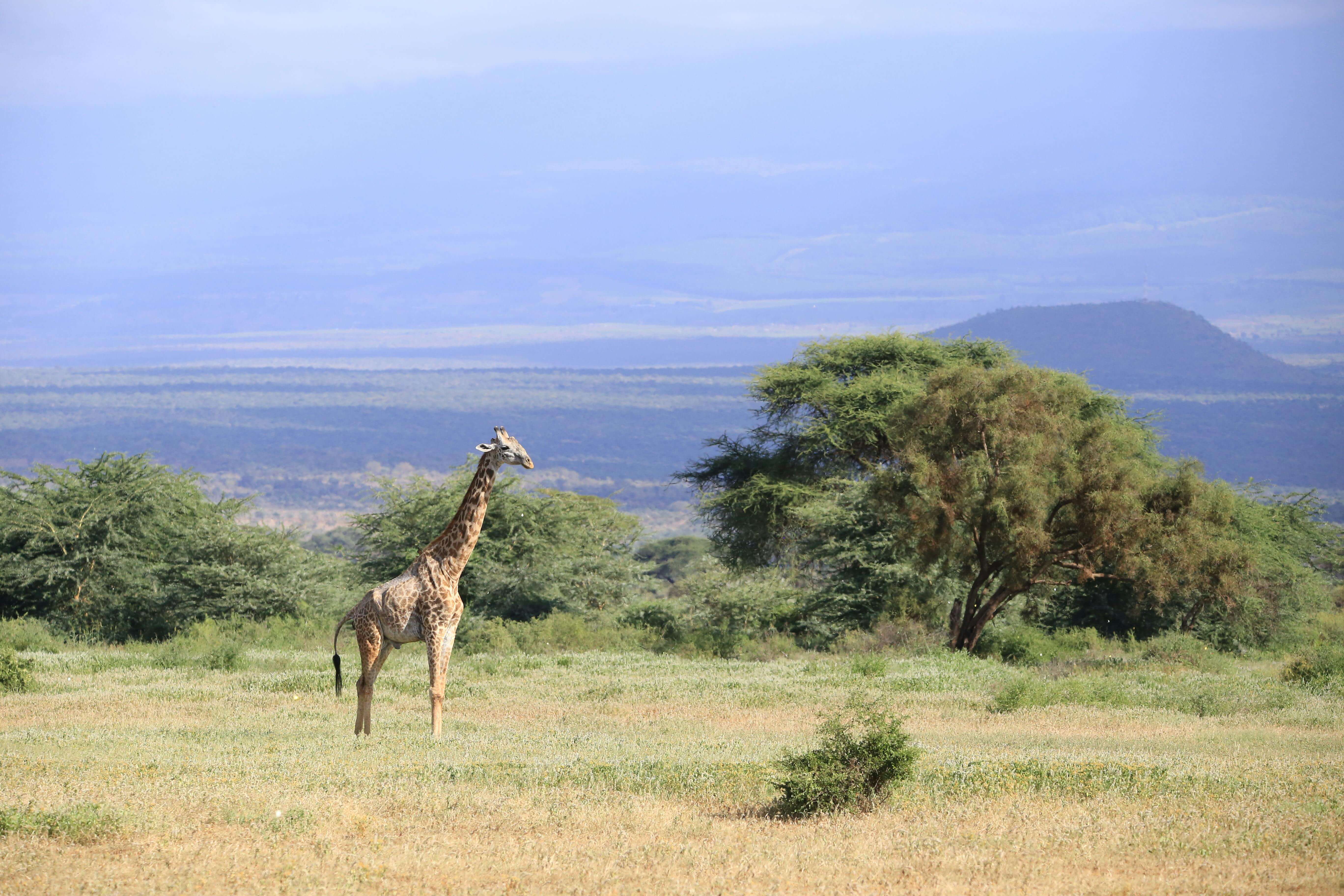 Image du produit Magical Kenya : des plages paradisiaques à la savane