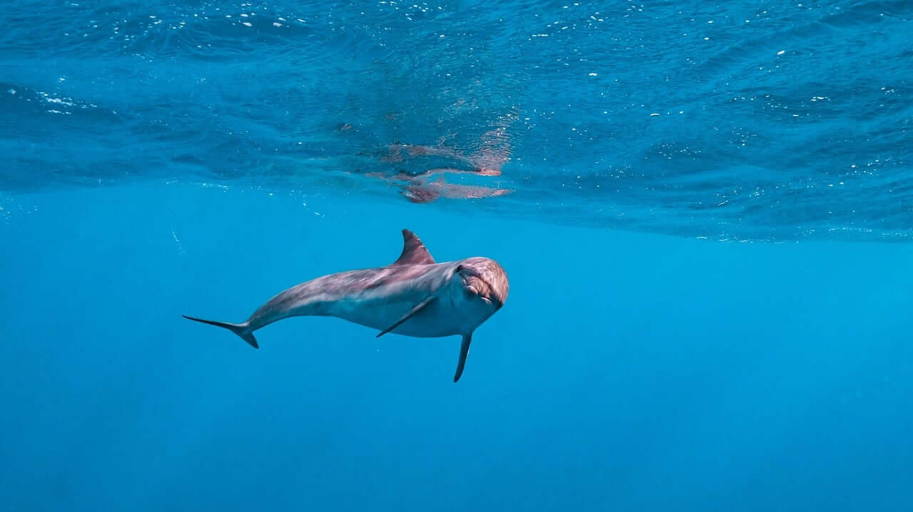 Excursion marine à Kisite