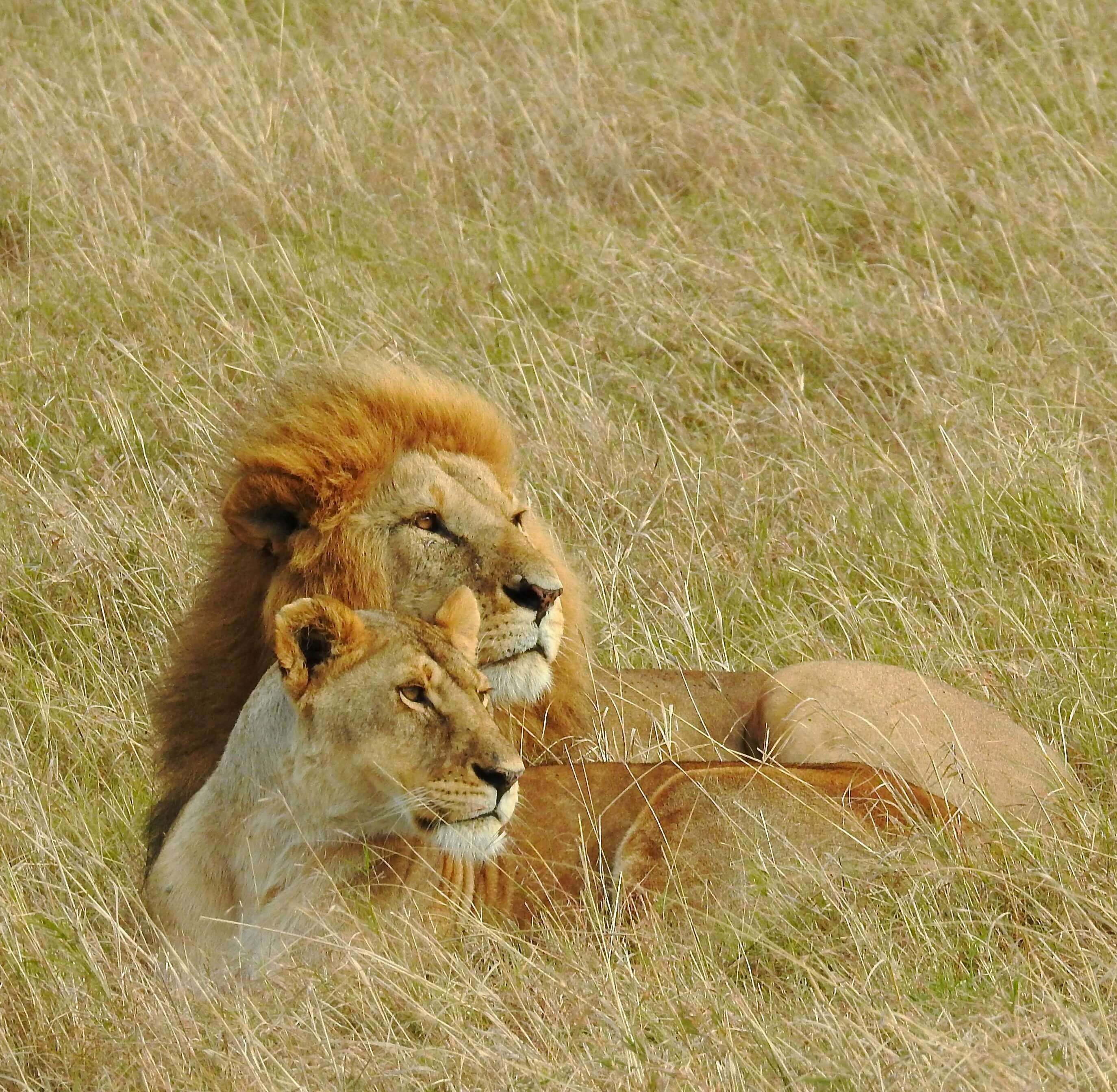 Combiné d’exception : de la savane aux plages immaculées