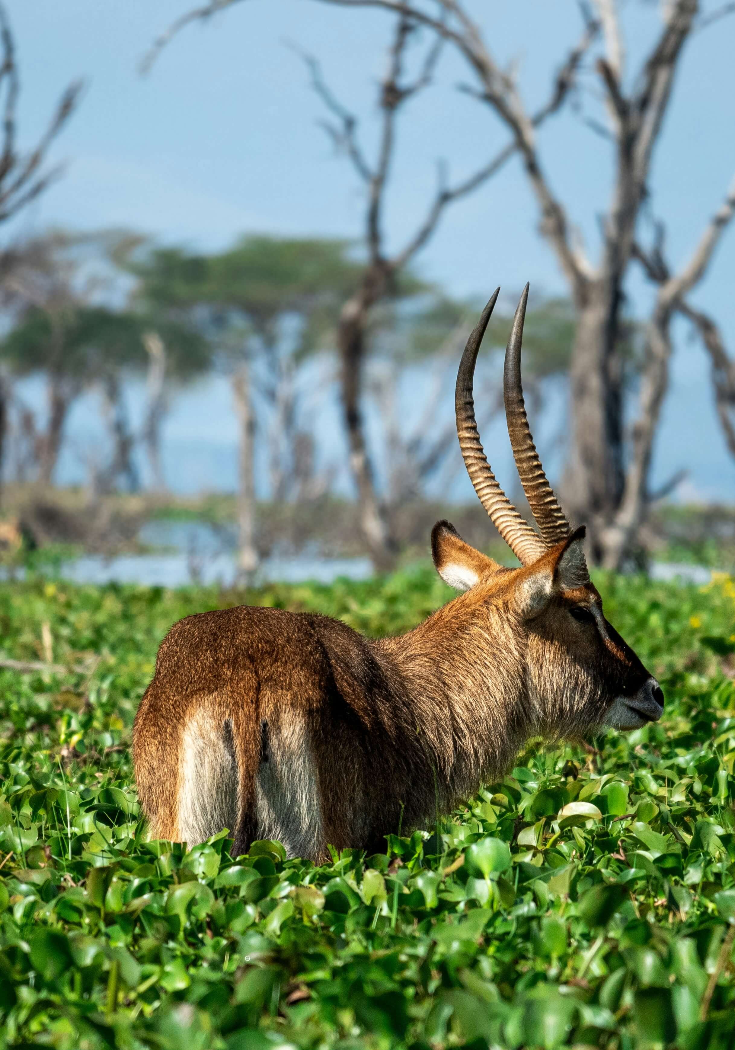 Kenya express : des grands lacs à la savane