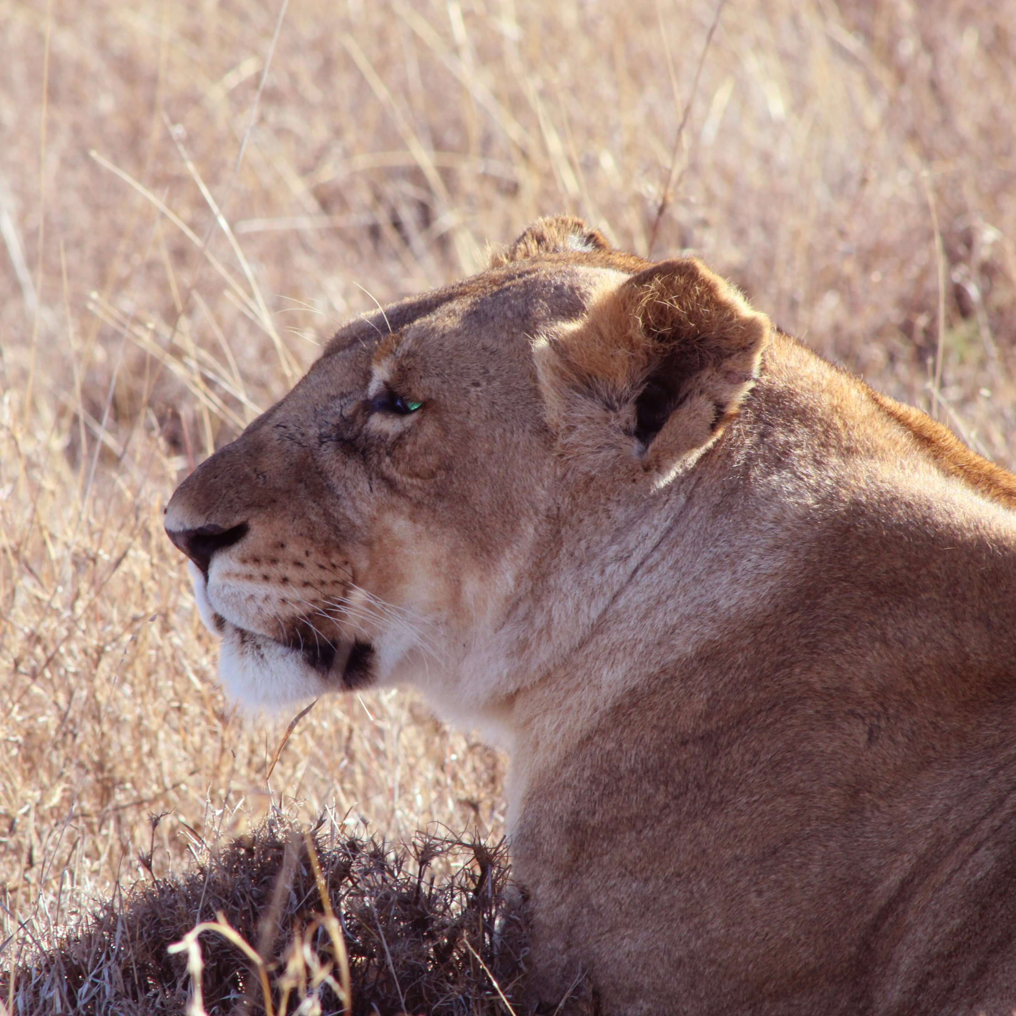 Etude des lions à Ol Pejeta