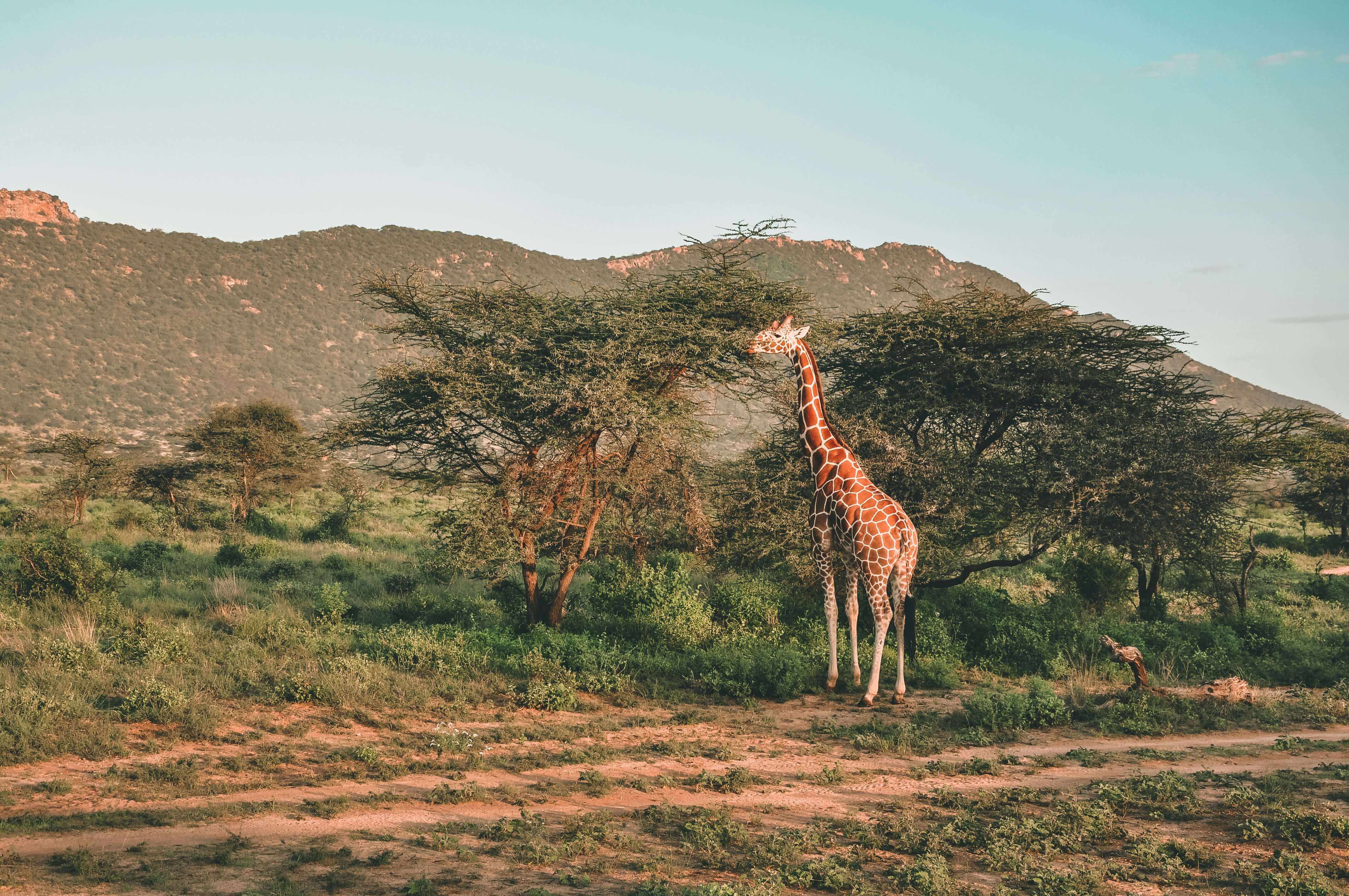 Kenya Intense & Zanzibar – Réserves sauvages et lagons turquoise