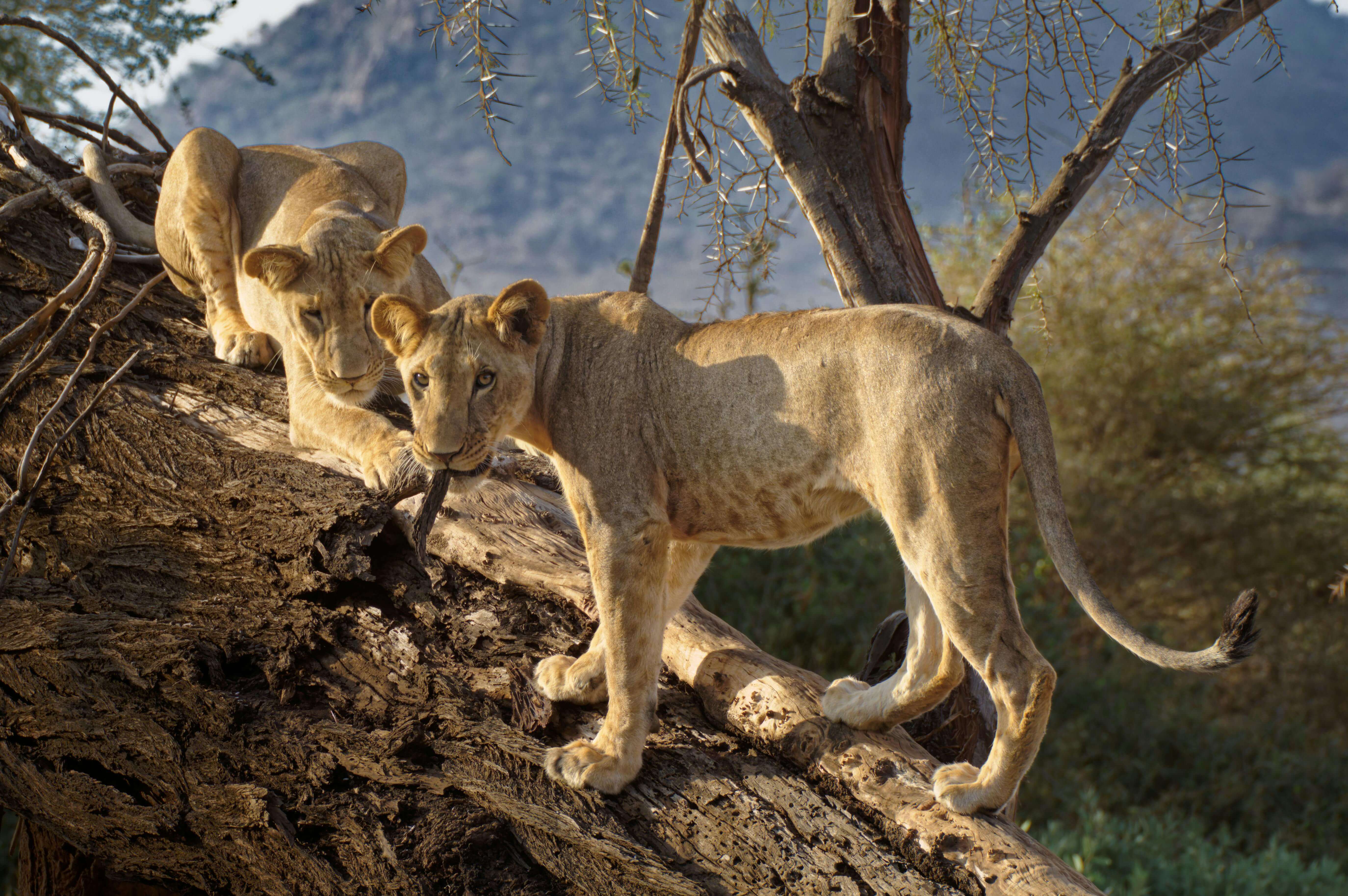 Image du produit L’Ouest du Kenya : 100% safari