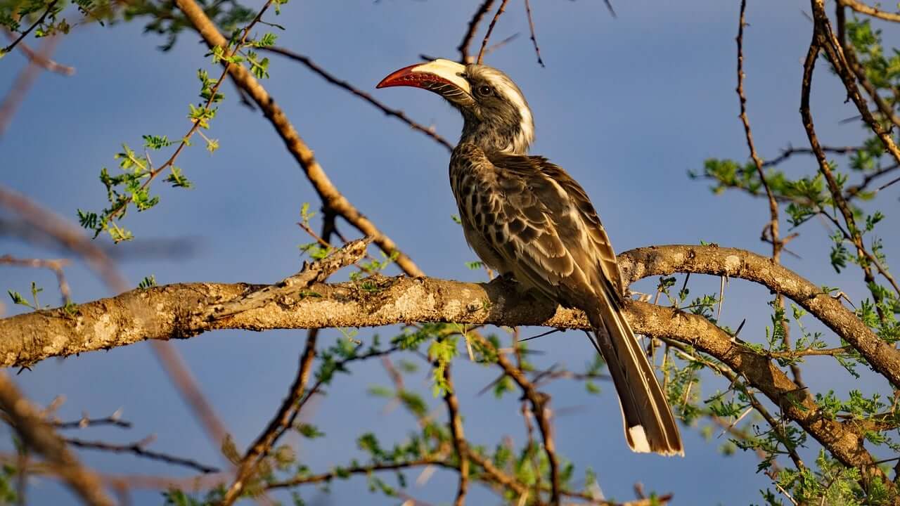 Image du produit Des réserves kenyanes à Zanzibar : savane & lagon