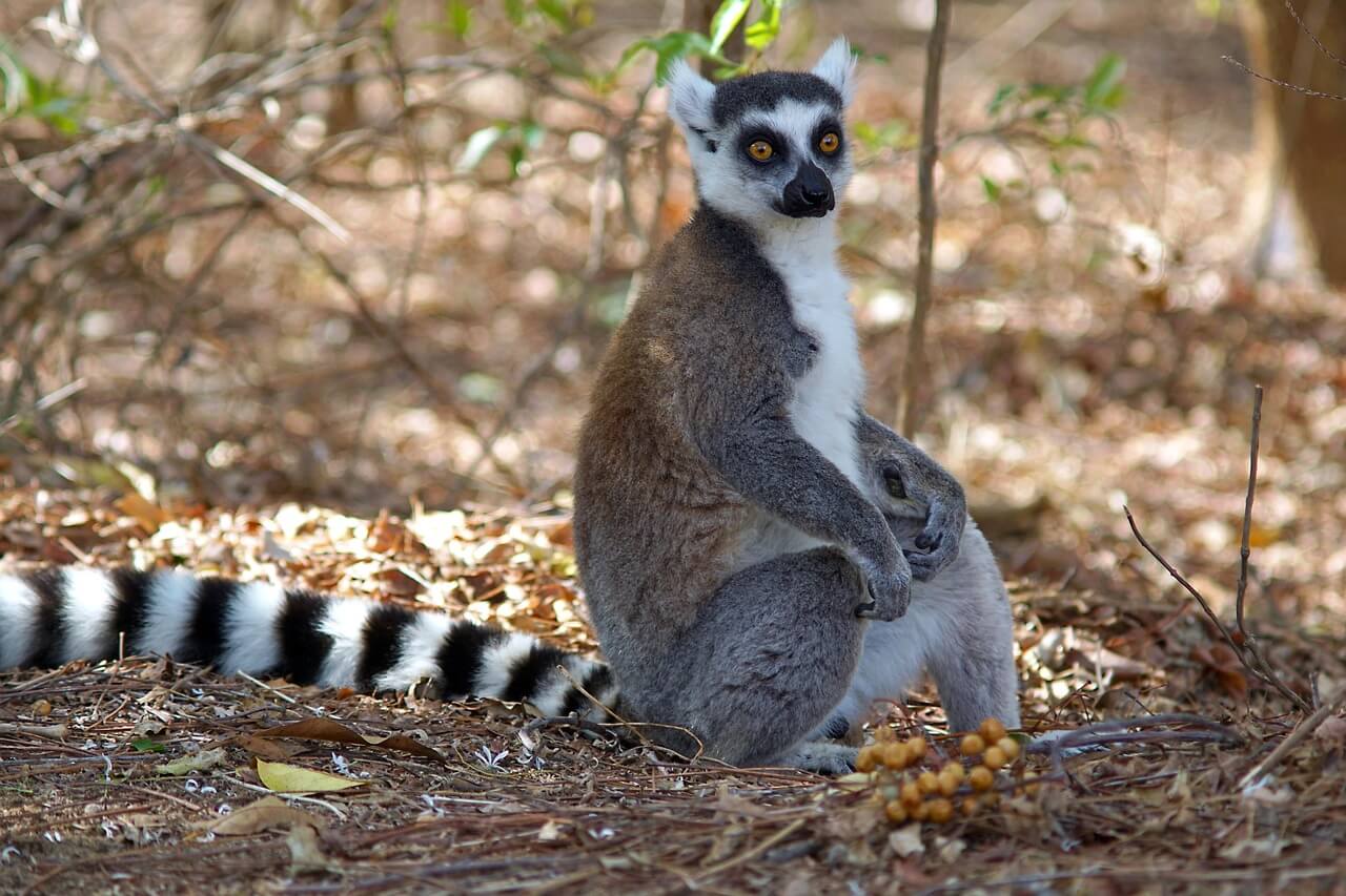 Image du produit Aventures à l’Ouest : du fleuve Tsiribihina à l’allée des Baobabs