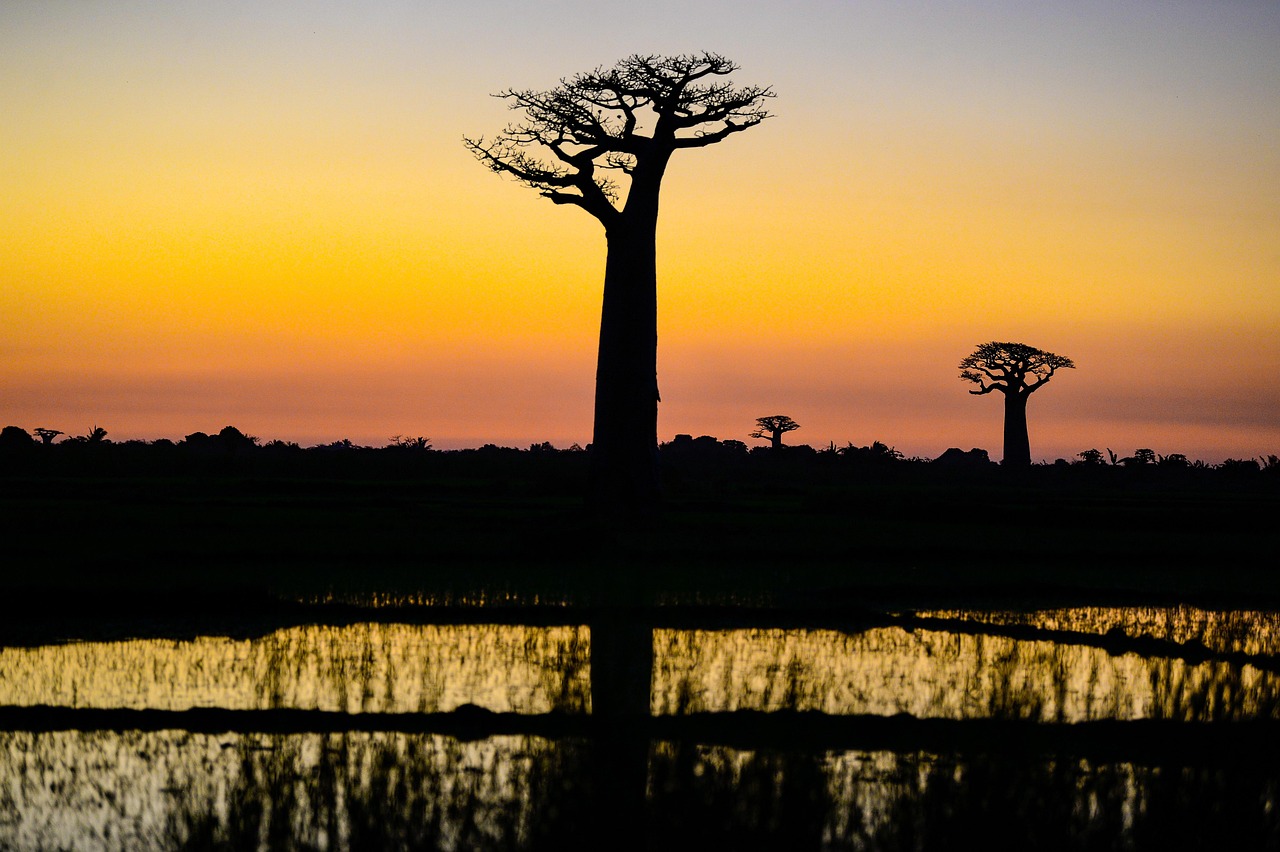 Image du produit Aventures à l’Ouest : du fleuve Tsiribihina à l’allée des Baobabs