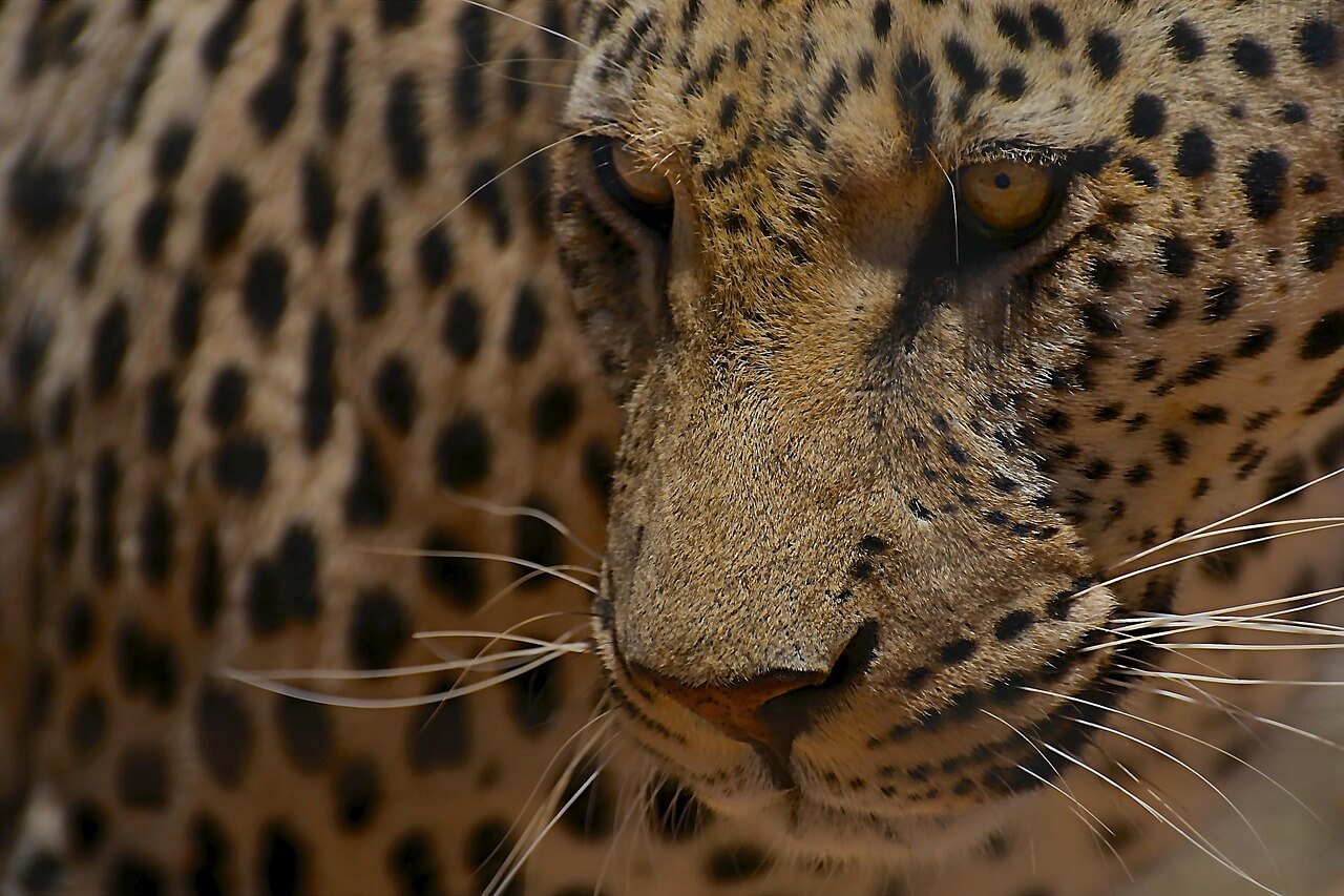 Image du produit Namibie du Nord : parcs & réserves