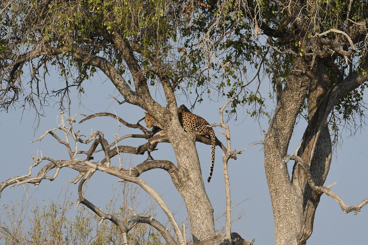 Image du produit Namibie du Nord : parcs & réserves