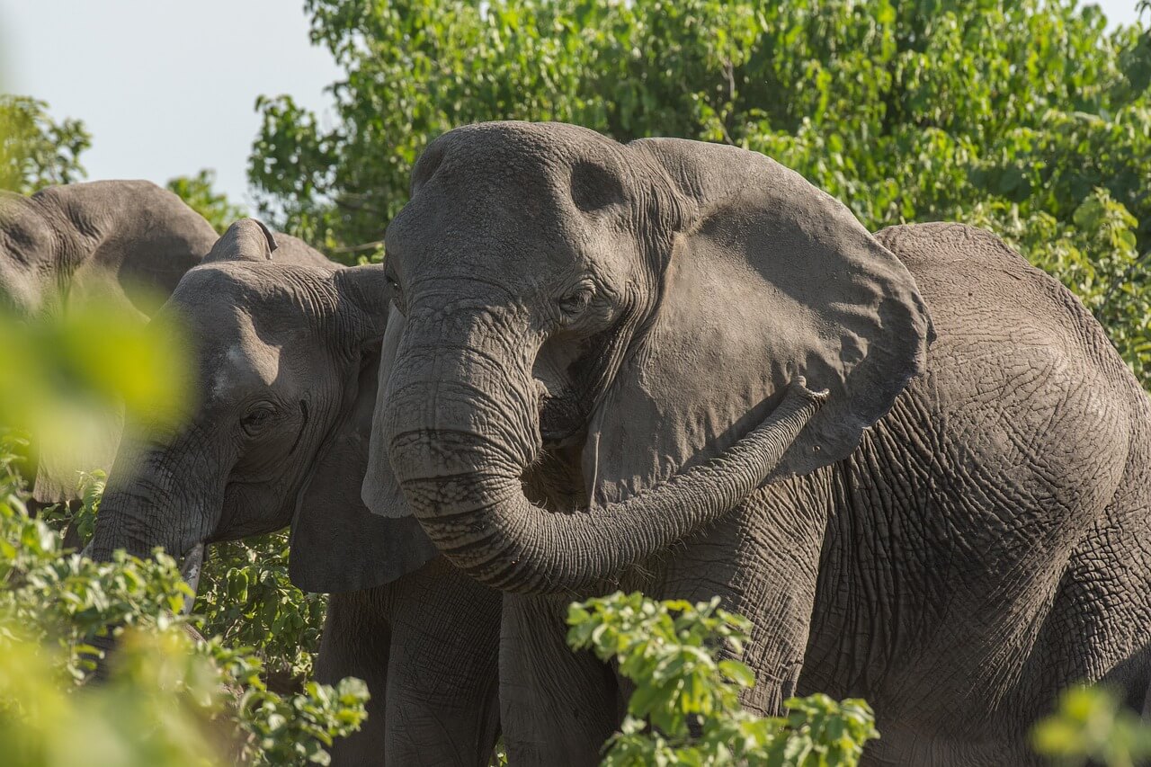 Photo accueil Afric'a Souhait