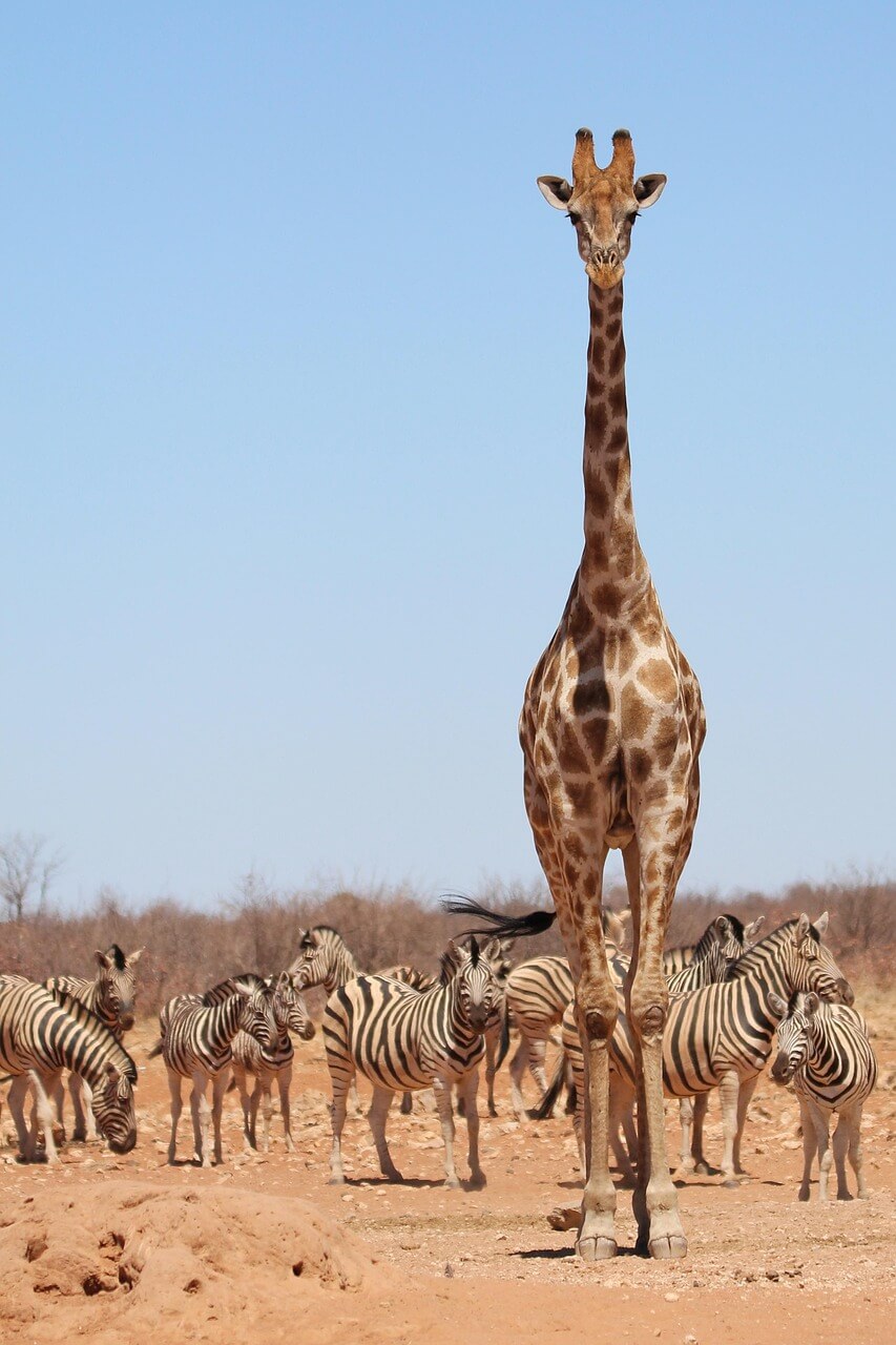 Nord de la Namibie – Safari à Etosha, Damaraland et faune sauvage