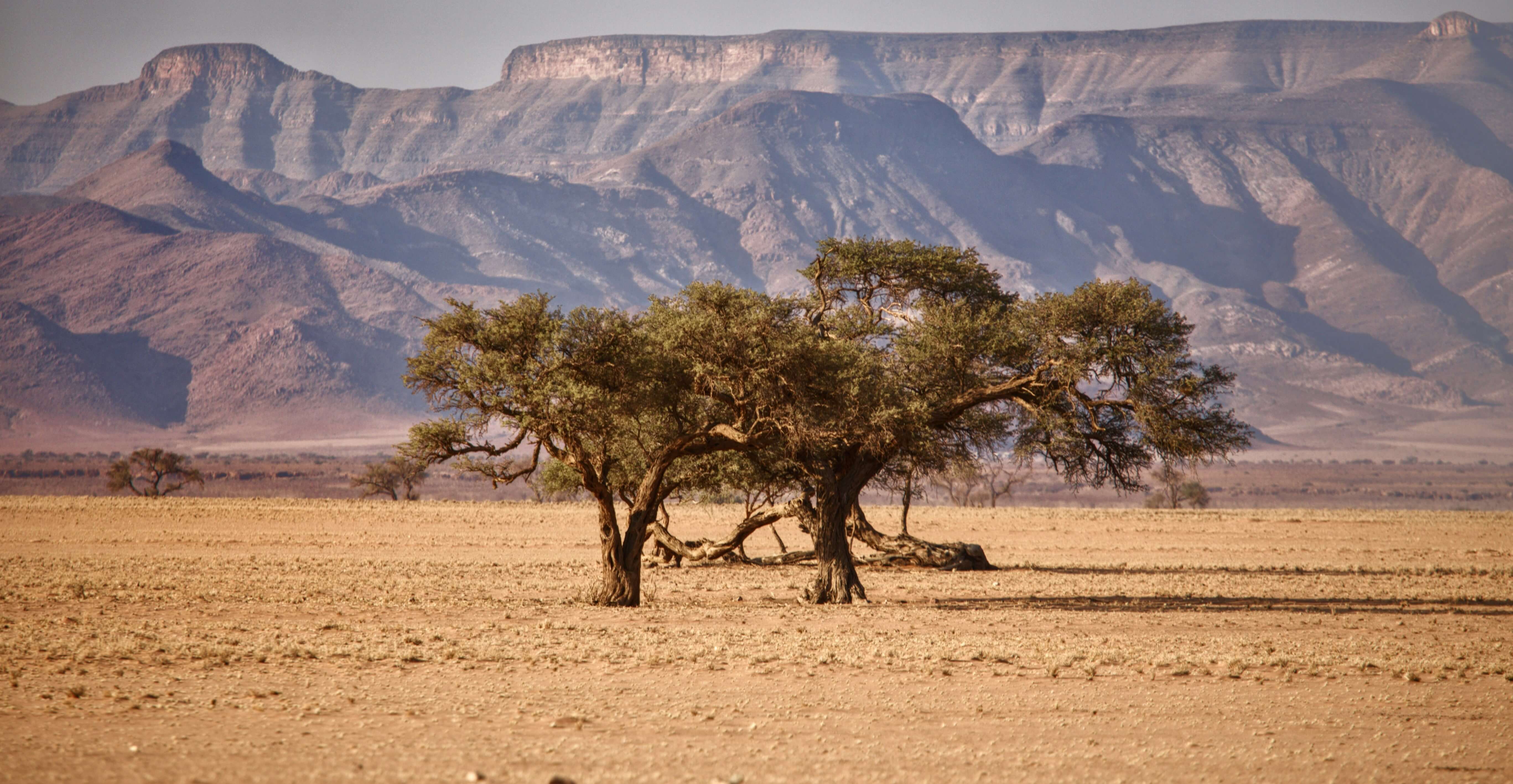 Image du produit Merveilles de Namibie : savane & désert