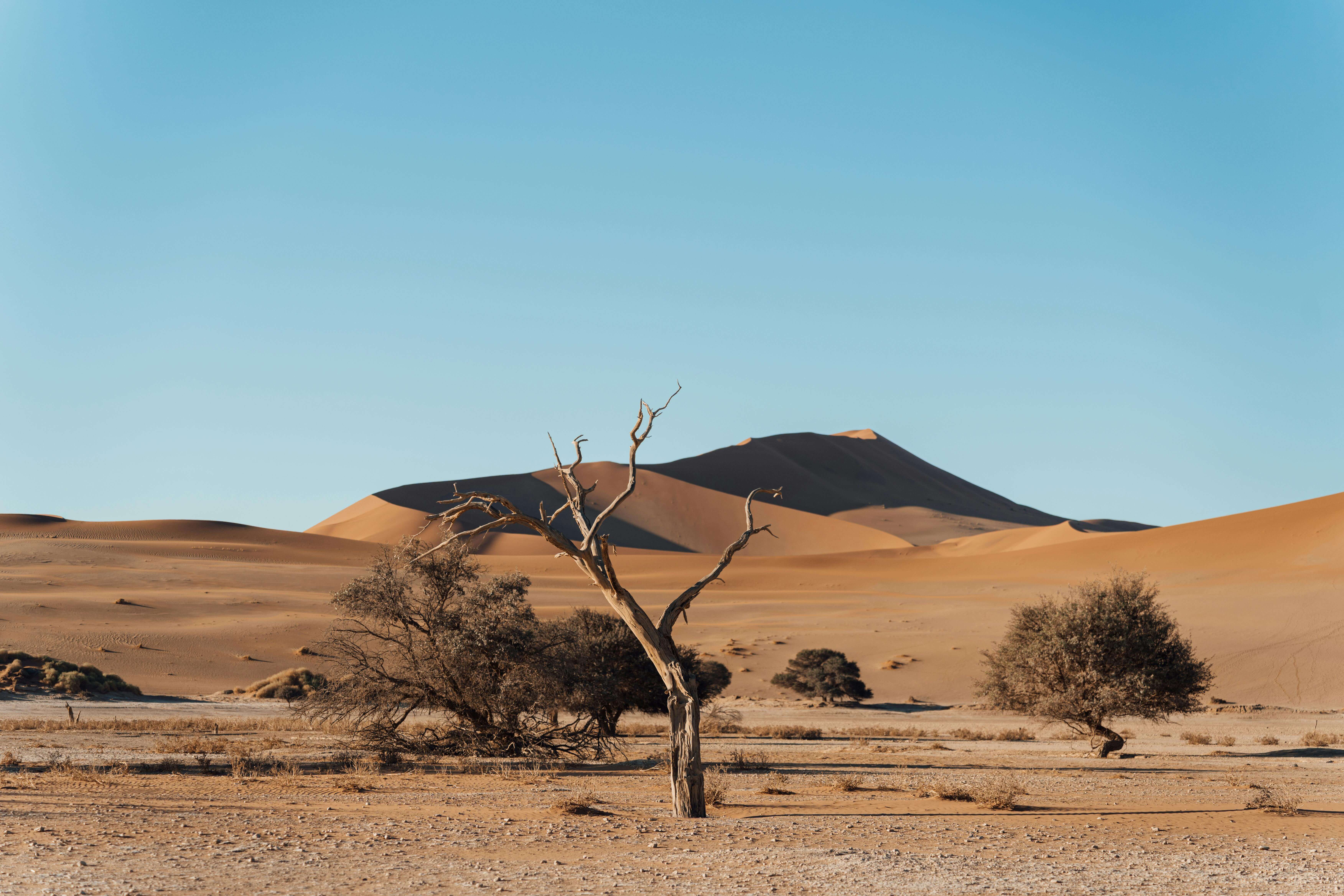 Image du produit Merveilles de Namibie : savane & désert