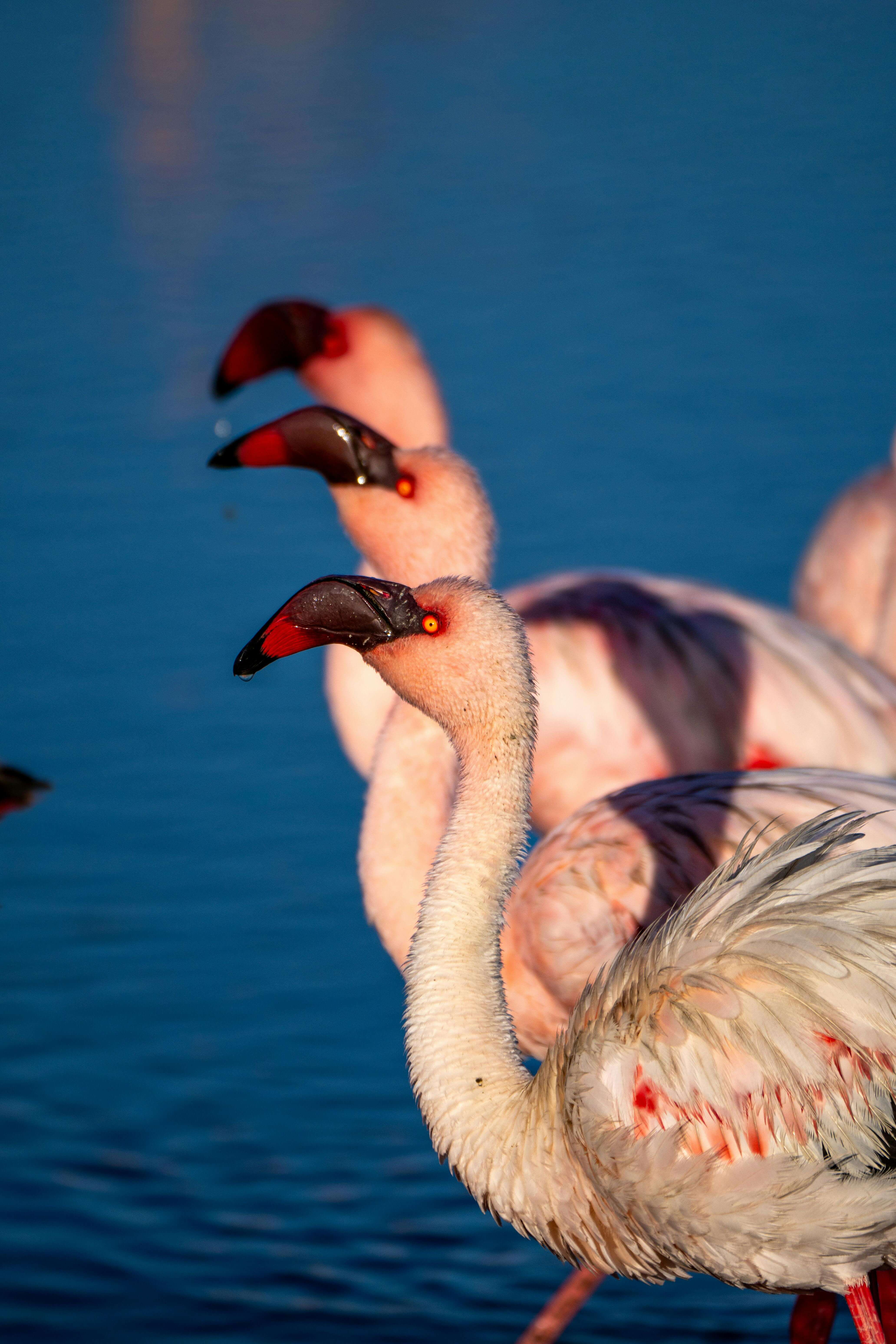 Image du produit Merveilles de Namibie : savane & désert