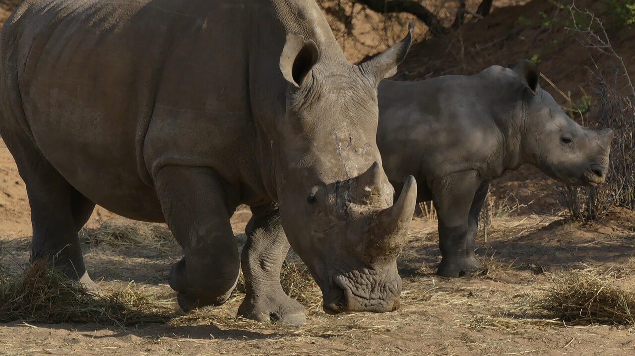« Rhino tracking » au Waterberg