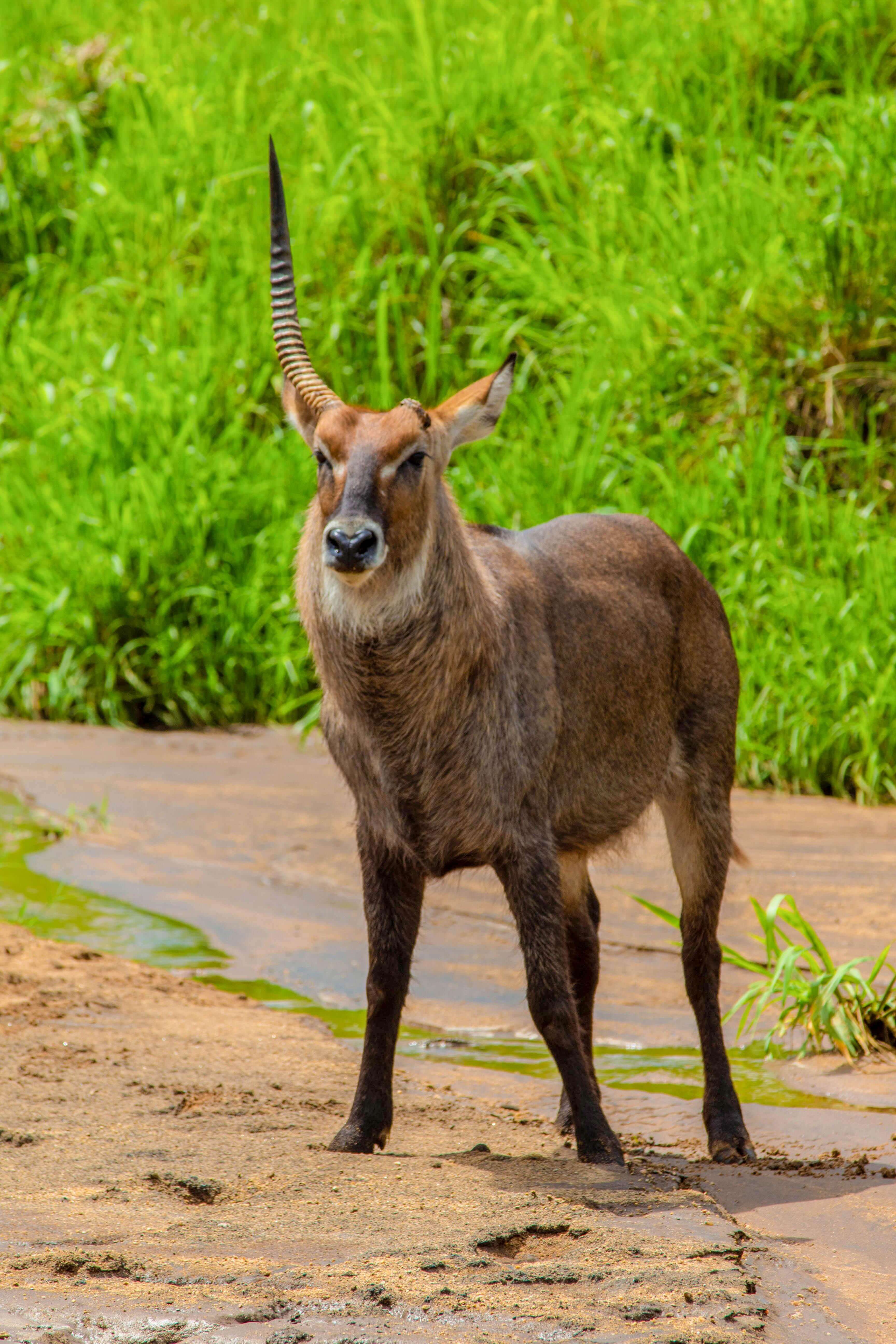 Ouganda sauvage : safari à Kidepo Valley et immersion culturelle