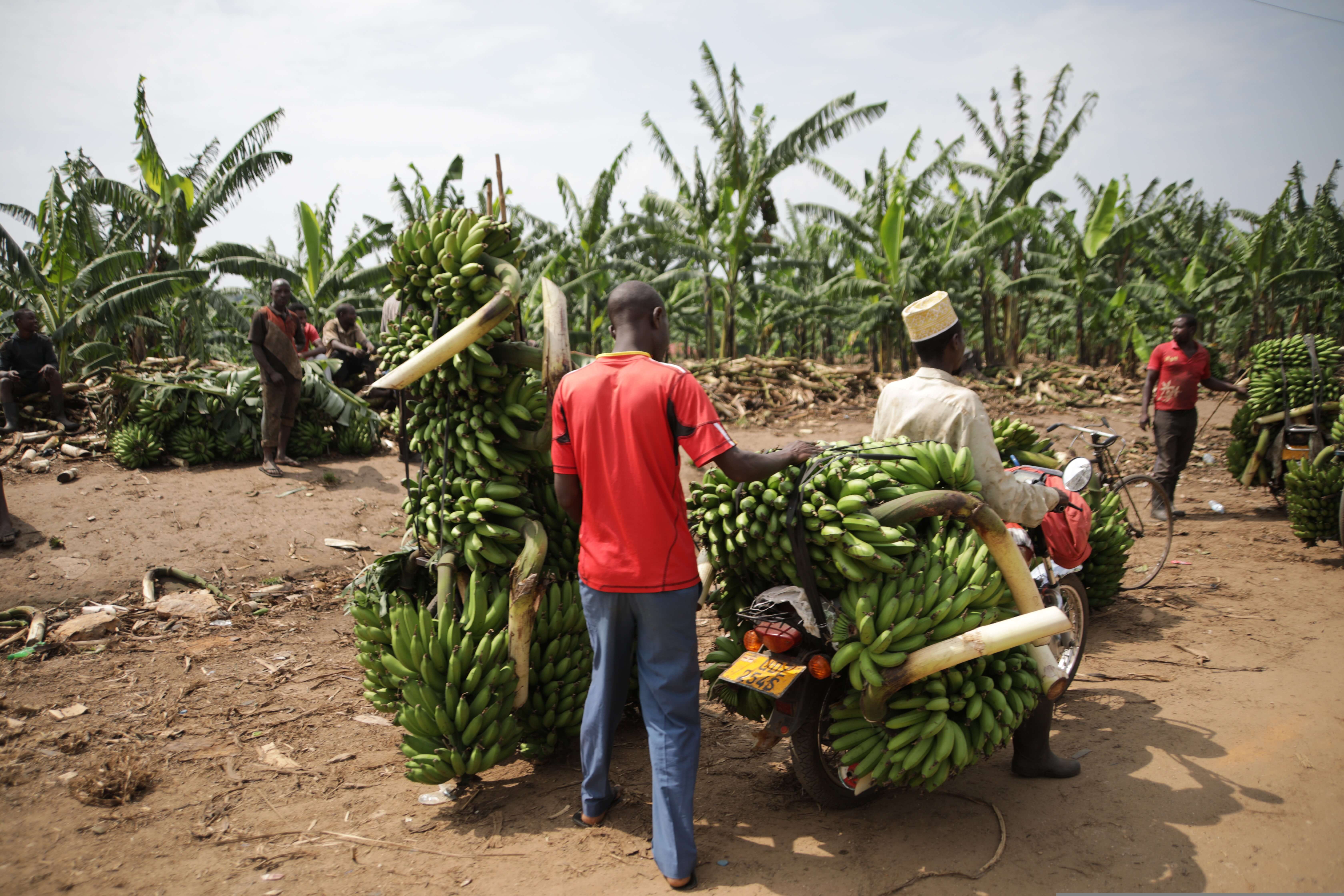 Image du produit Ouganda sauvage : safari à Kidepo Valley et immersion culturelle