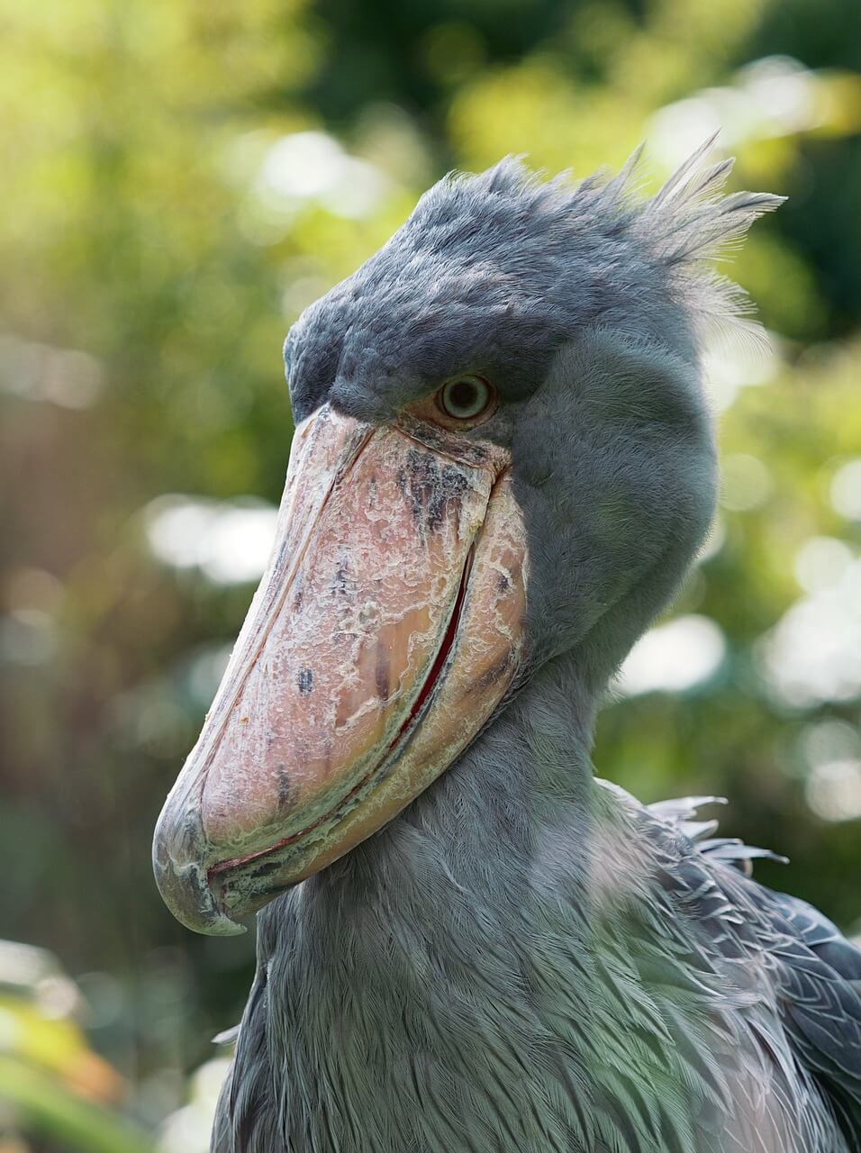 Image du produit Merveilles d’Ouganda : la « perle de l’Afrique »