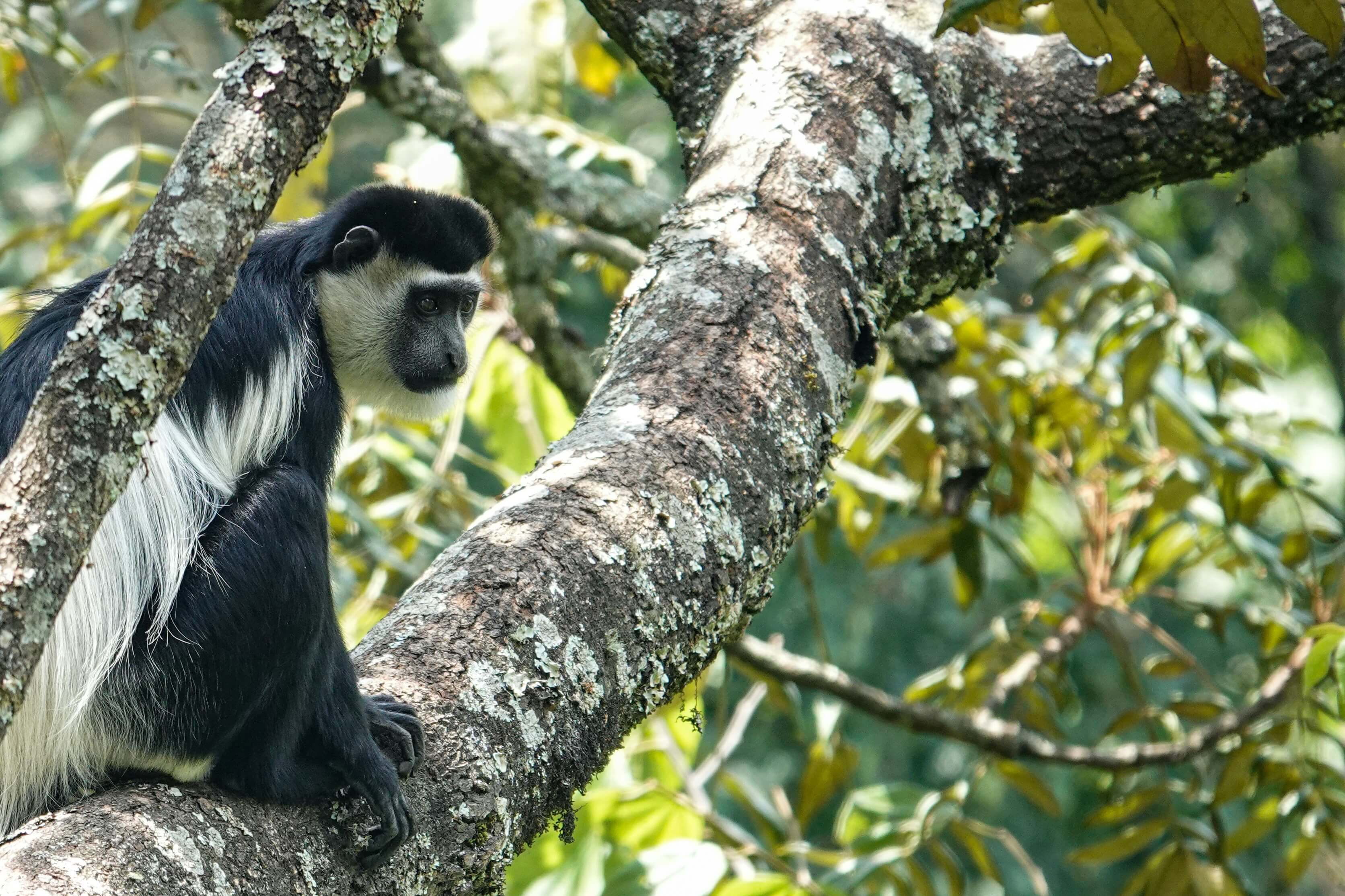 Rencontres « au pluriel » à Bwindi