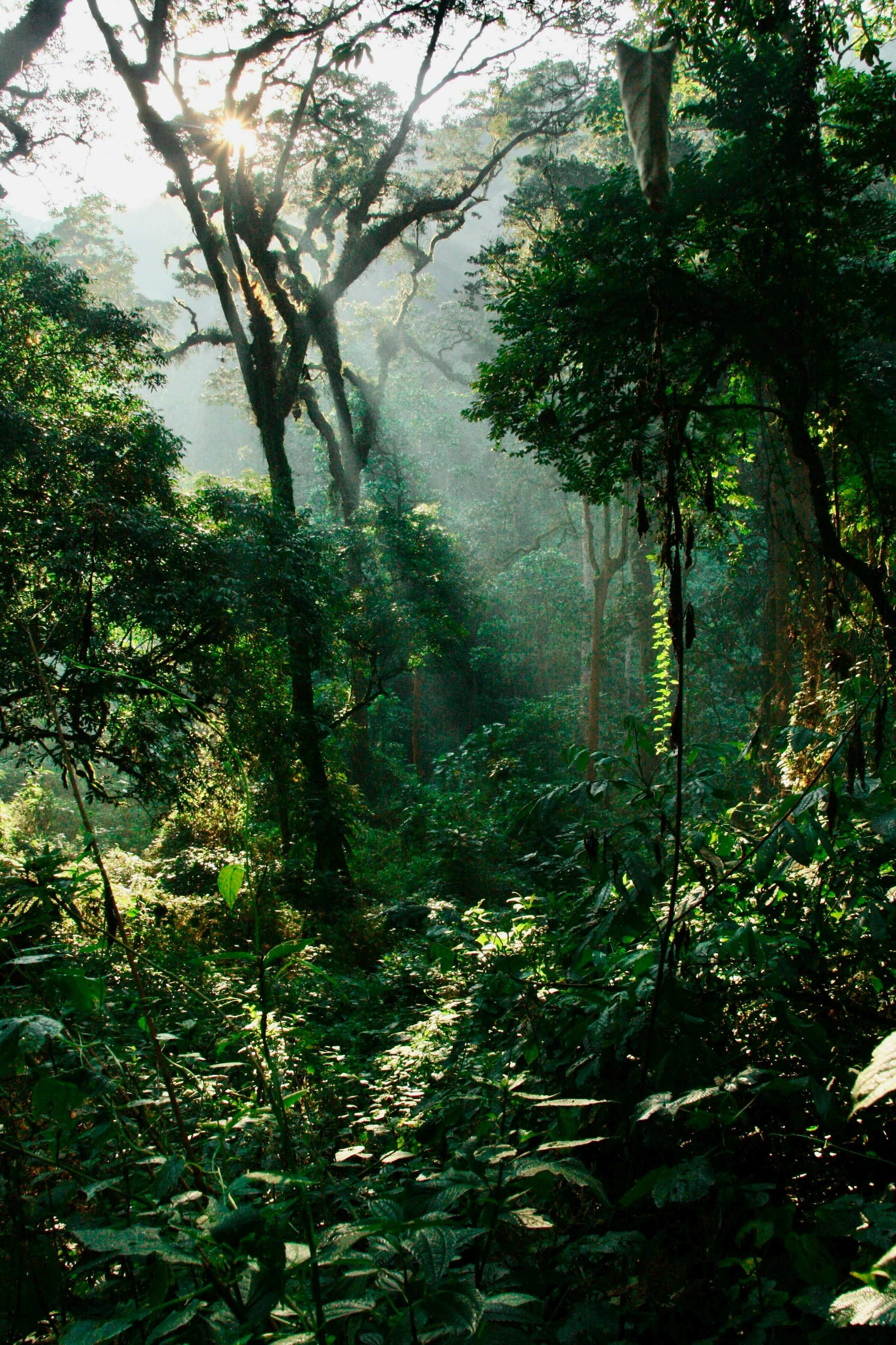 Trésors dans la forêt de Nyungwe
