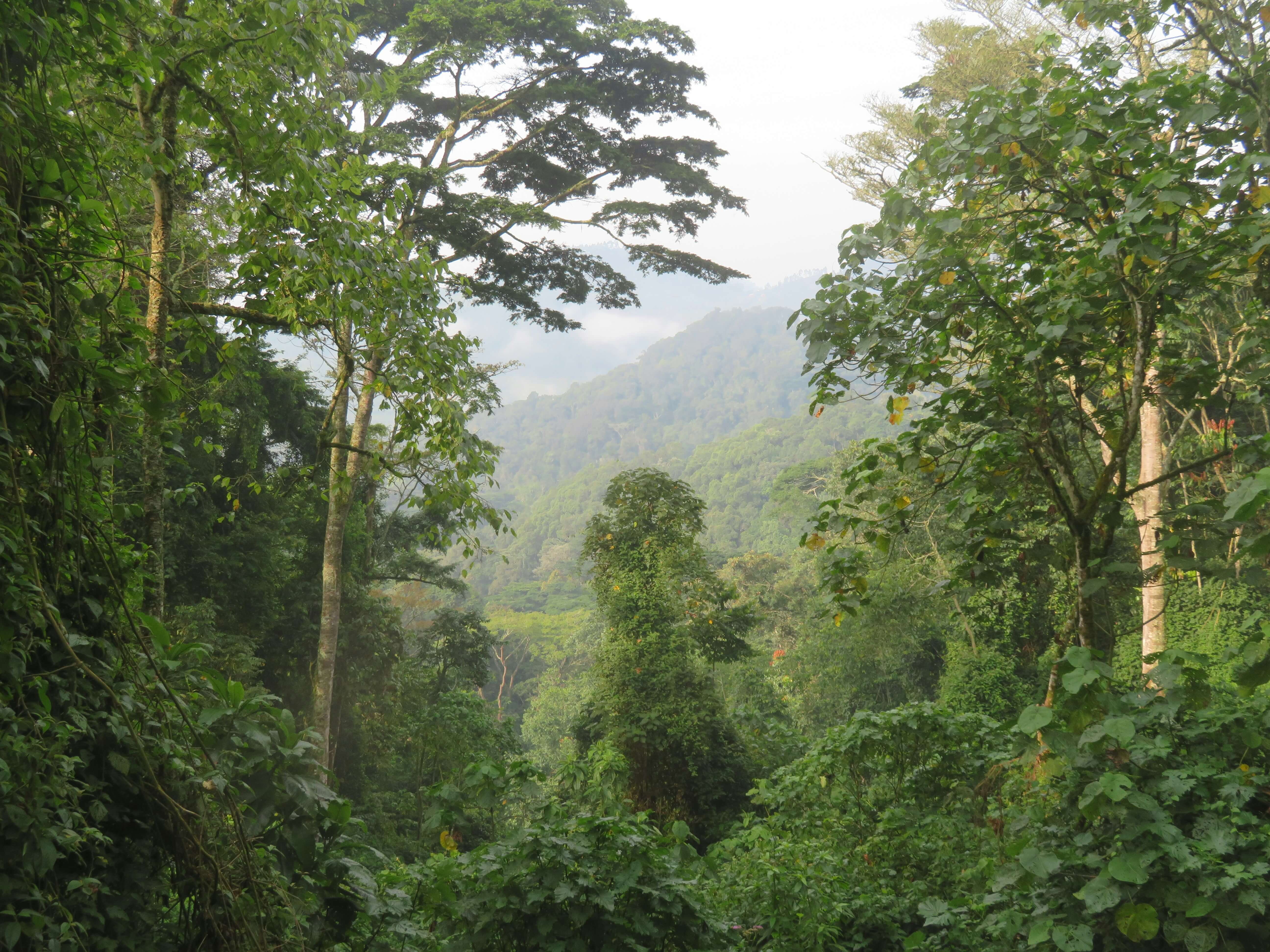 Image du produit Safari Tanzanie & Ouganda : des plaines du Serengeti aux gorilles de montagne