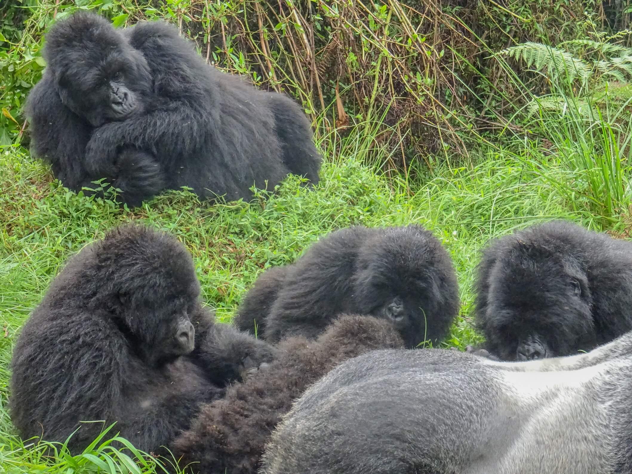 Image du produit Merveilles d’Ouganda : la « perle de l’Afrique »