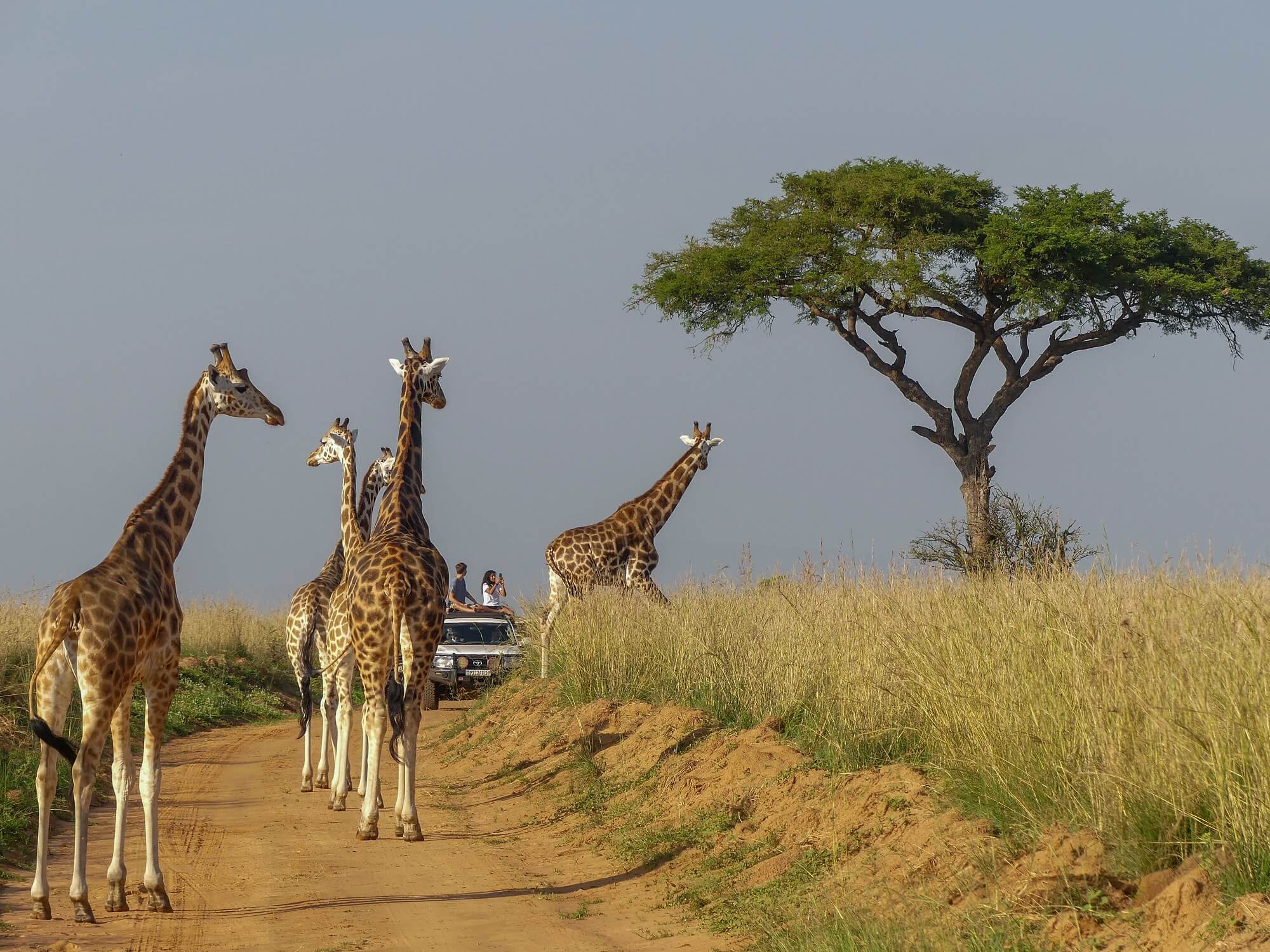 L’ouest ougandais : grands mammifères & chimpanzés